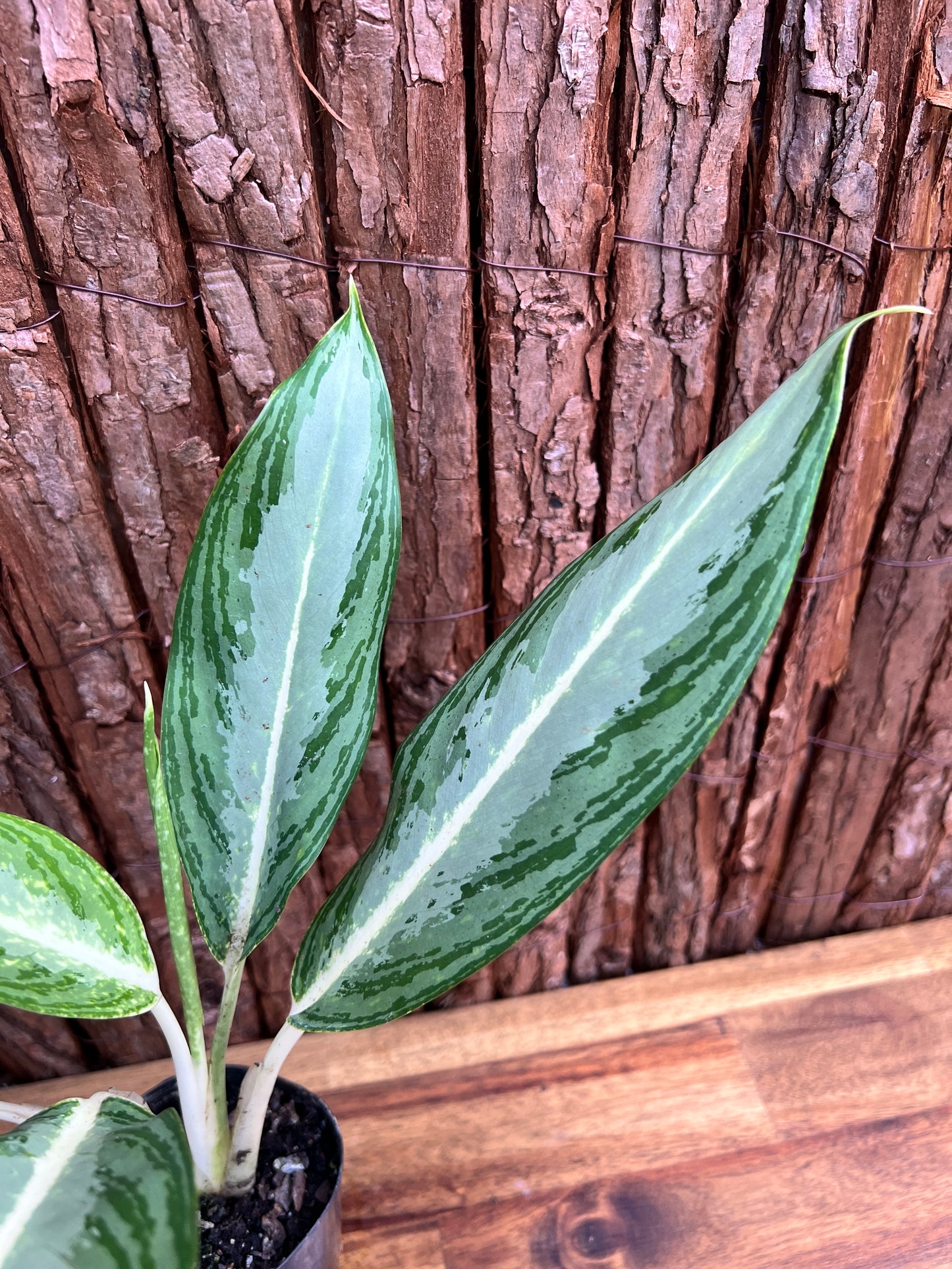 Aglaonema White Rain C45