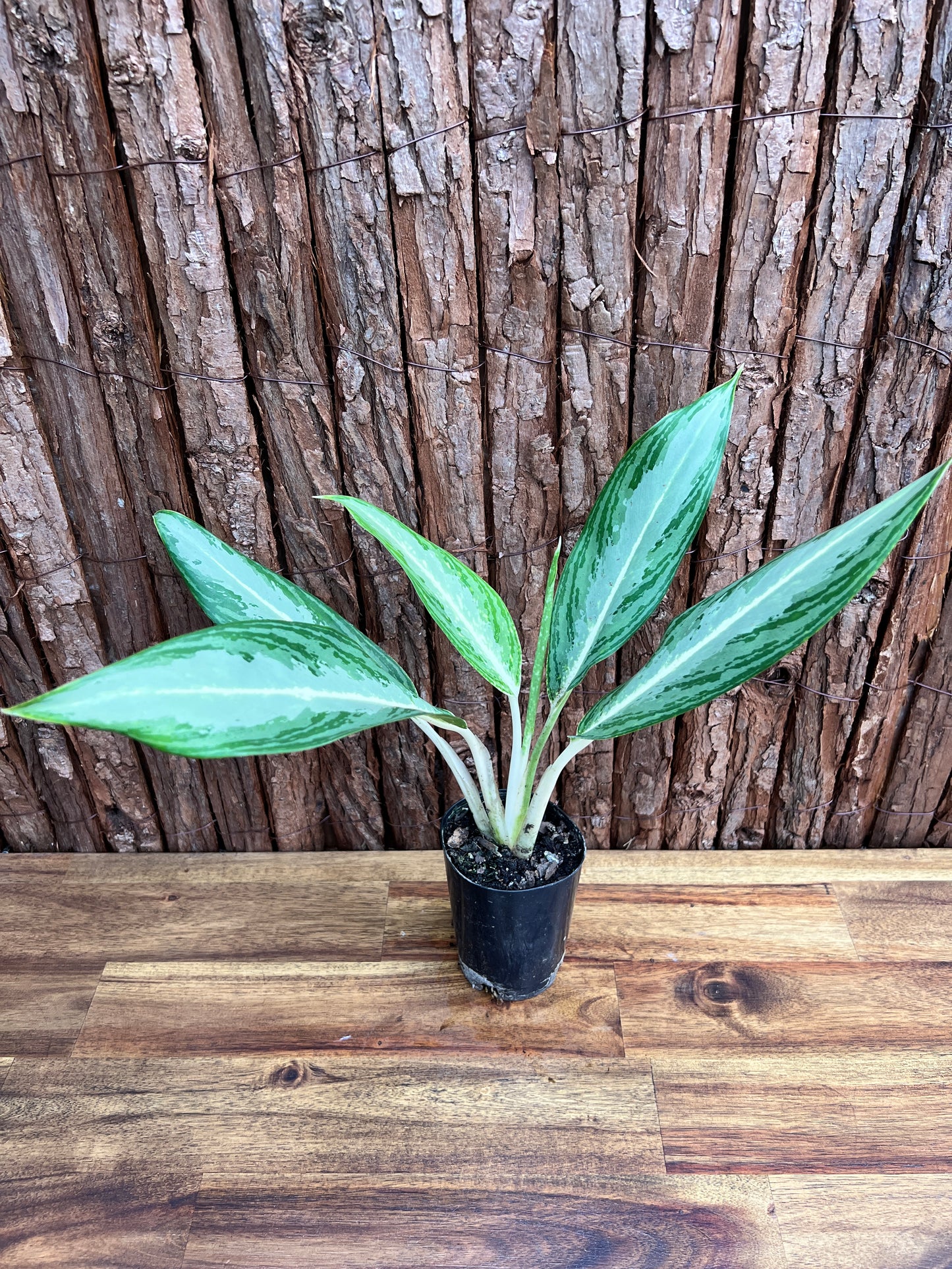 Aglaonema White Rain C45