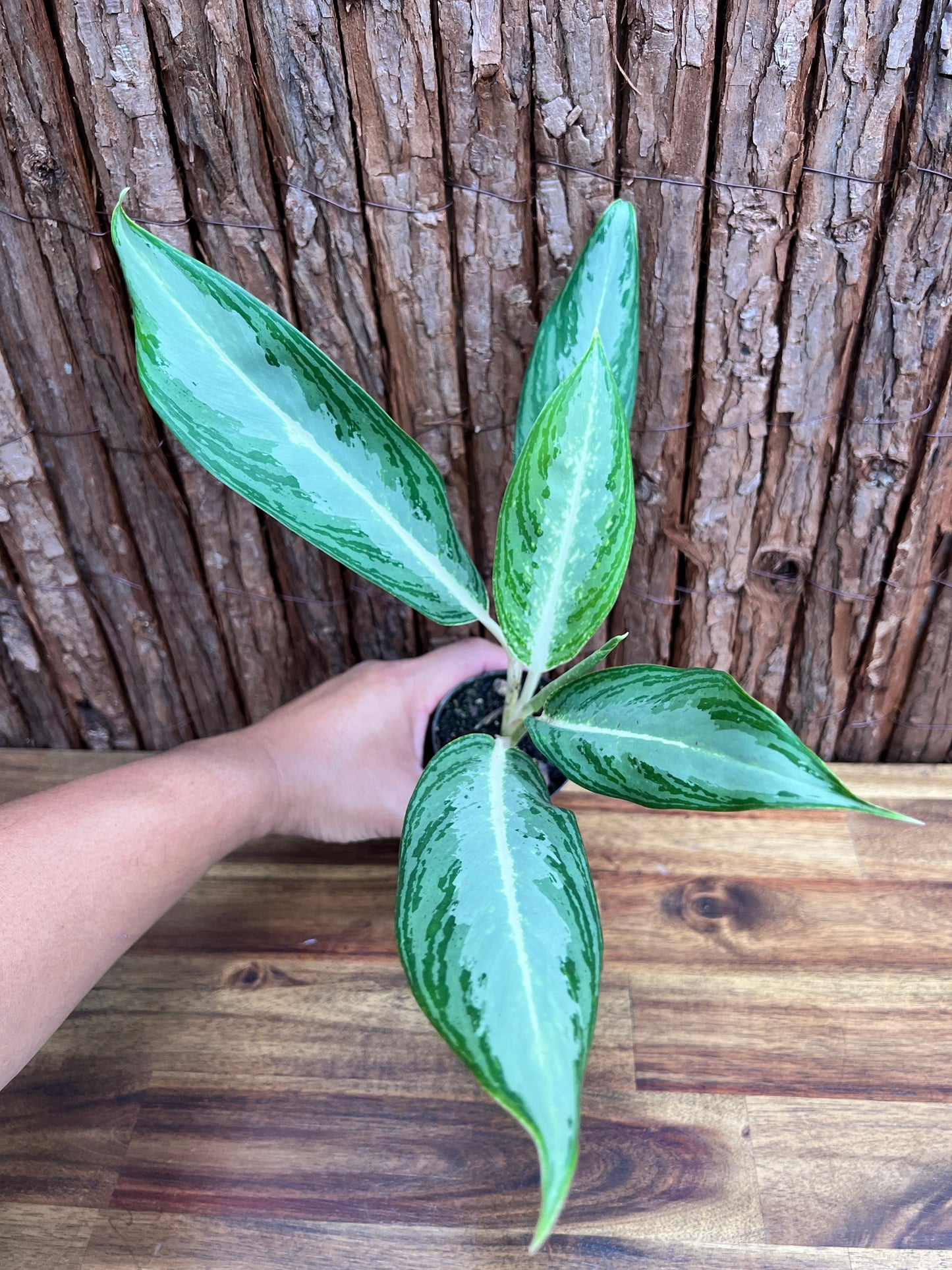 Aglaonema White Rain C45