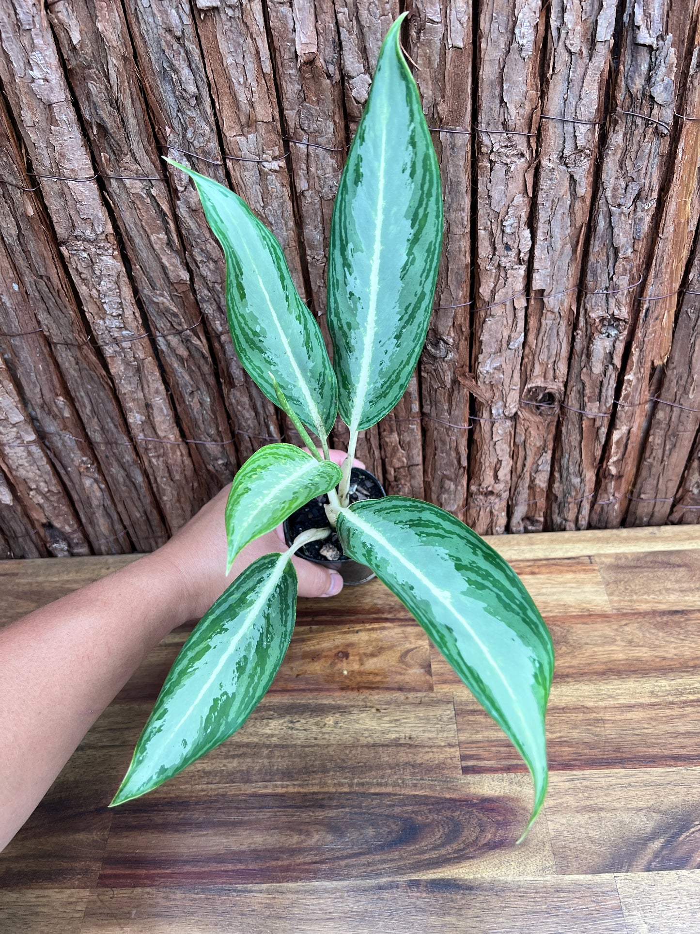 Aglaonema White Rain C45