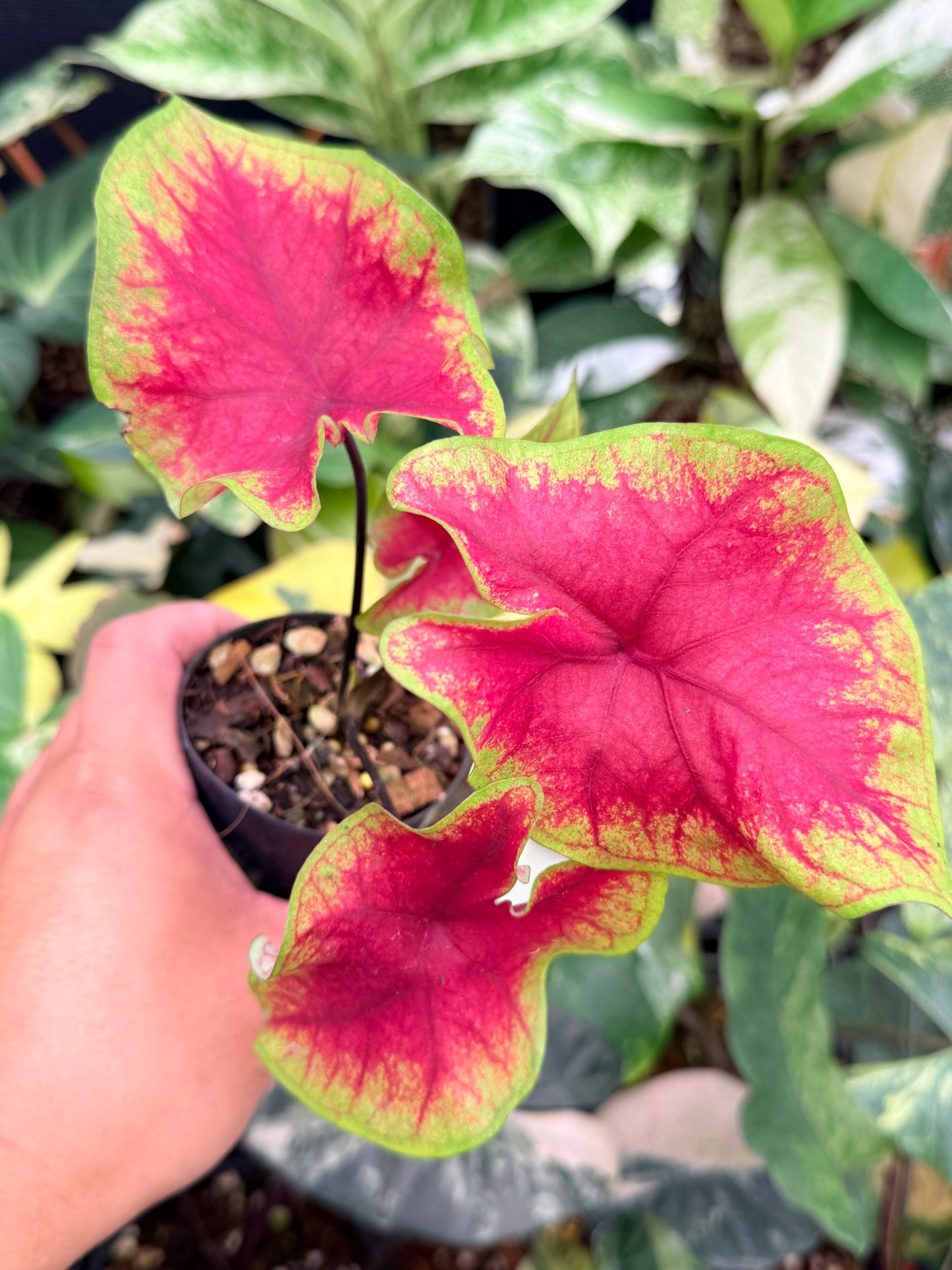Caladium 'Brilliant' Q6