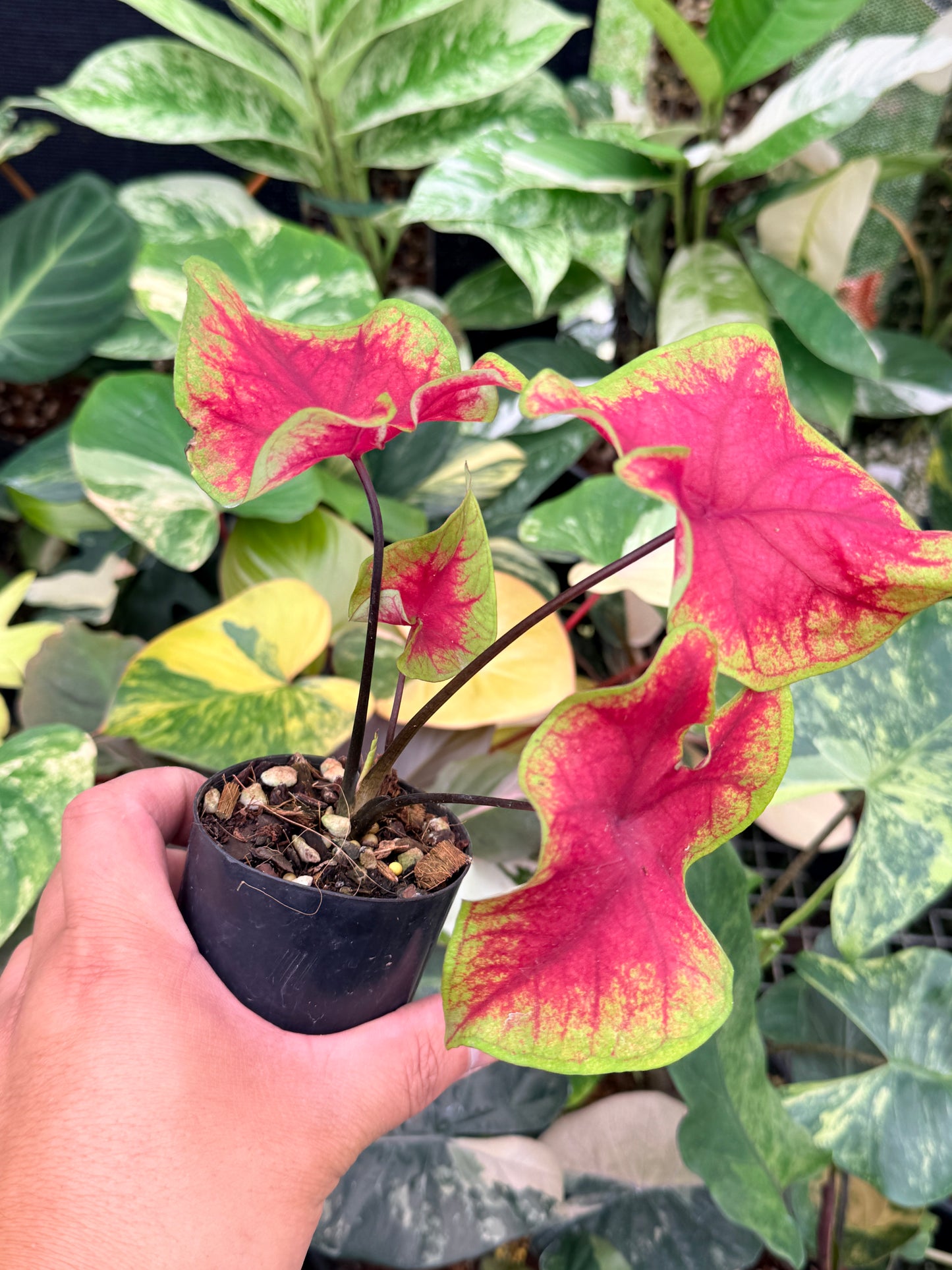 Caladium 'Brilliant' Q6
