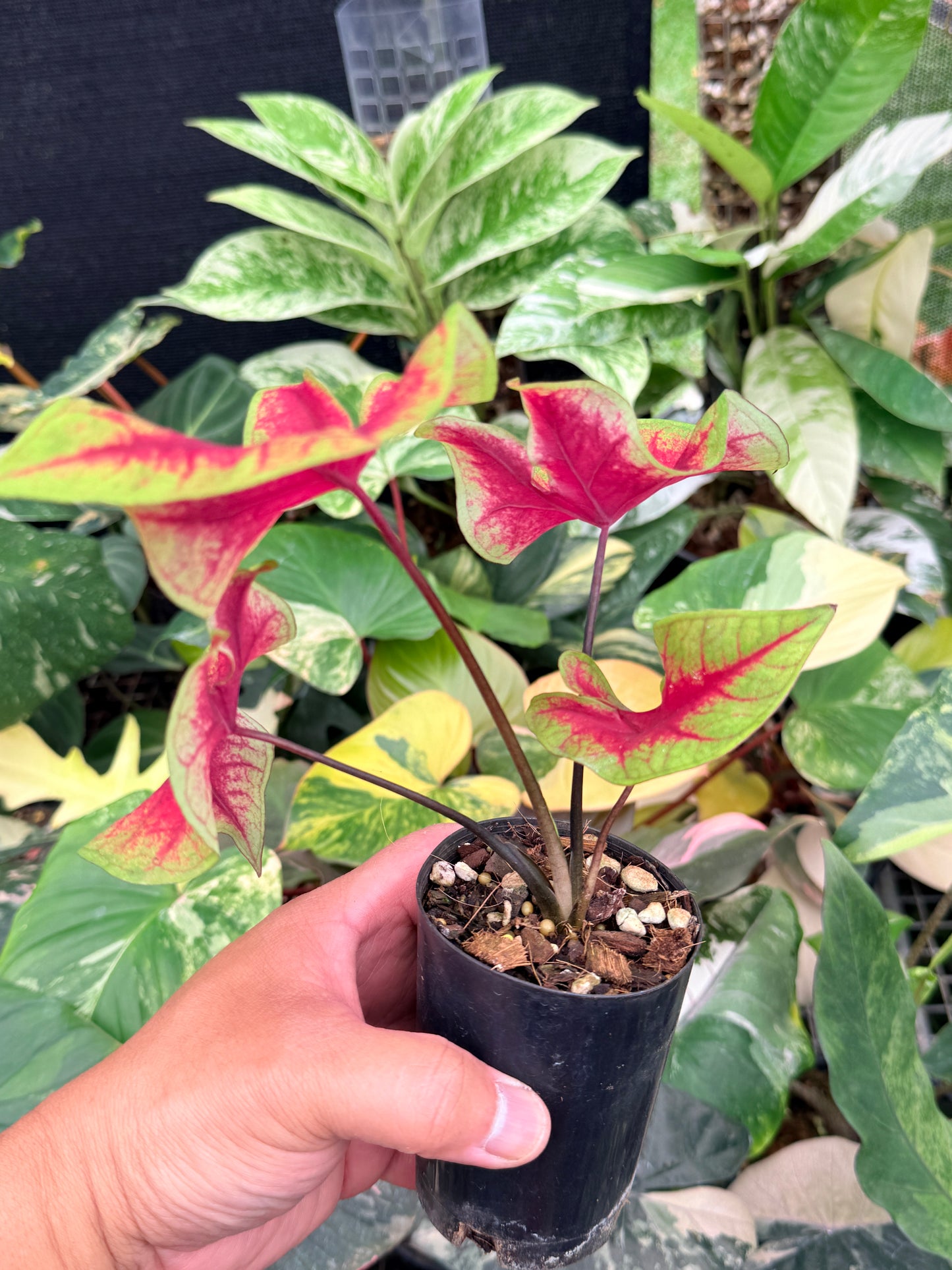 Caladium 'Brilliant' Q6