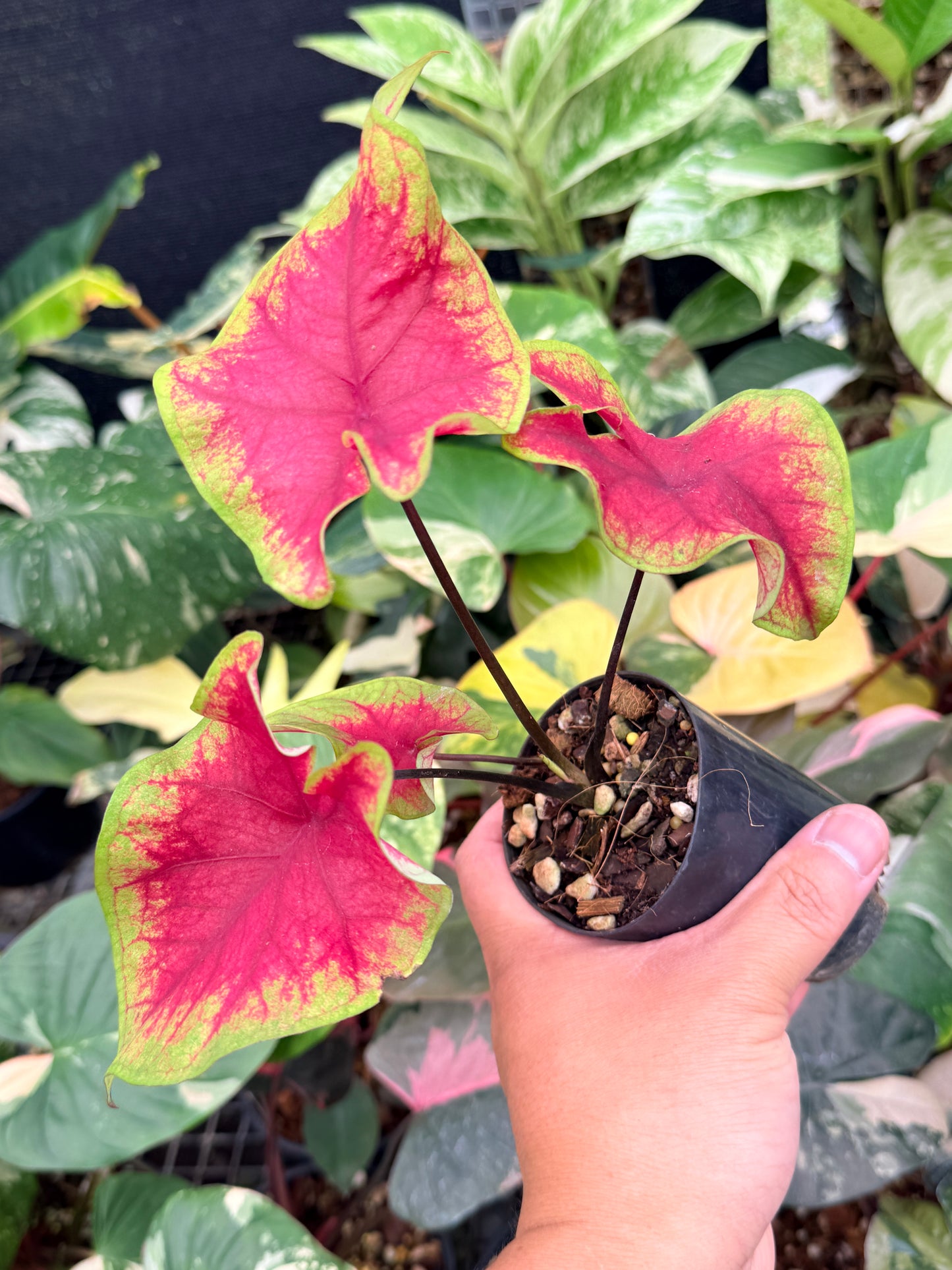 Caladium 'Brilliant' Q6