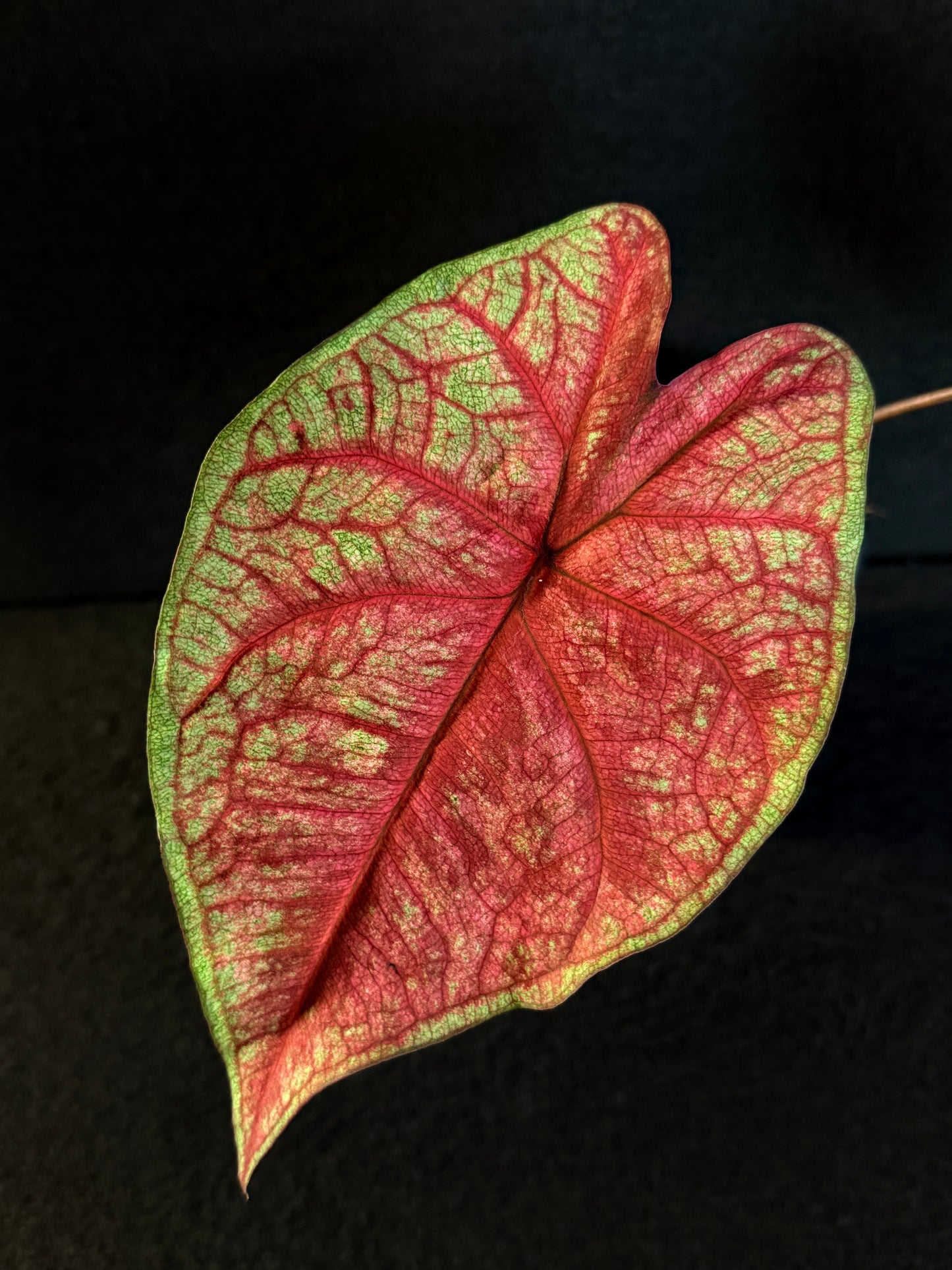 Caladium Hybrid E81