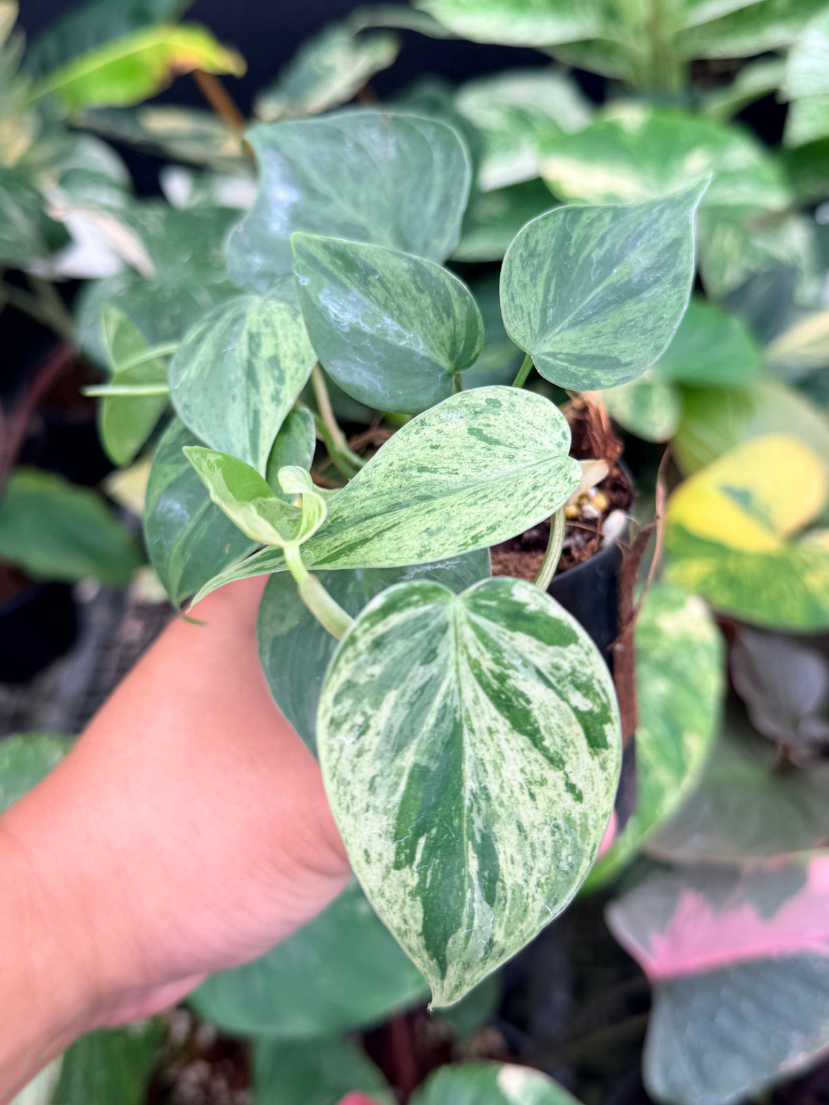 Philodendron 'Variegated Heartleaf' Q10