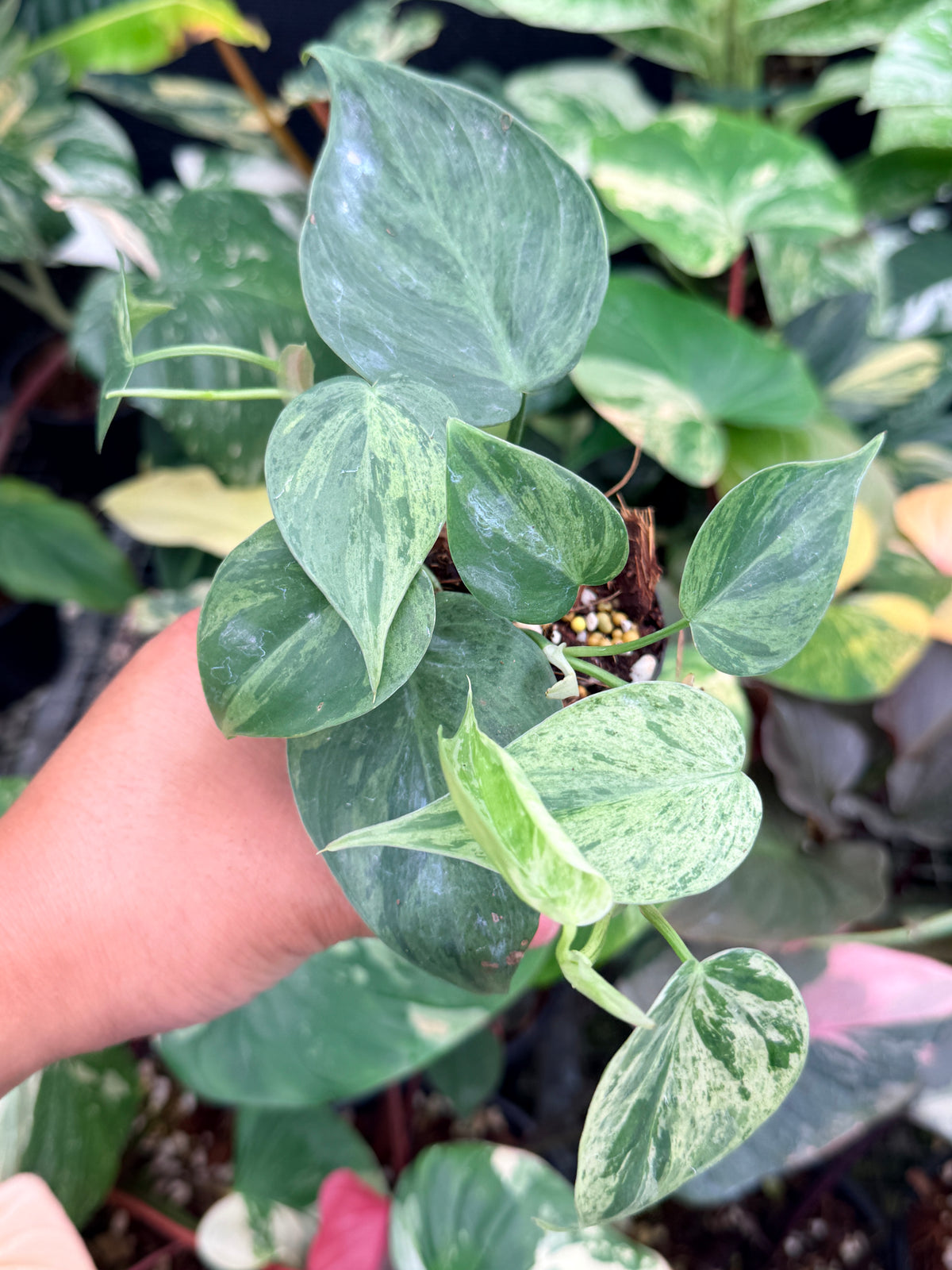 Philodendron 'Variegated Heartleaf' Q10