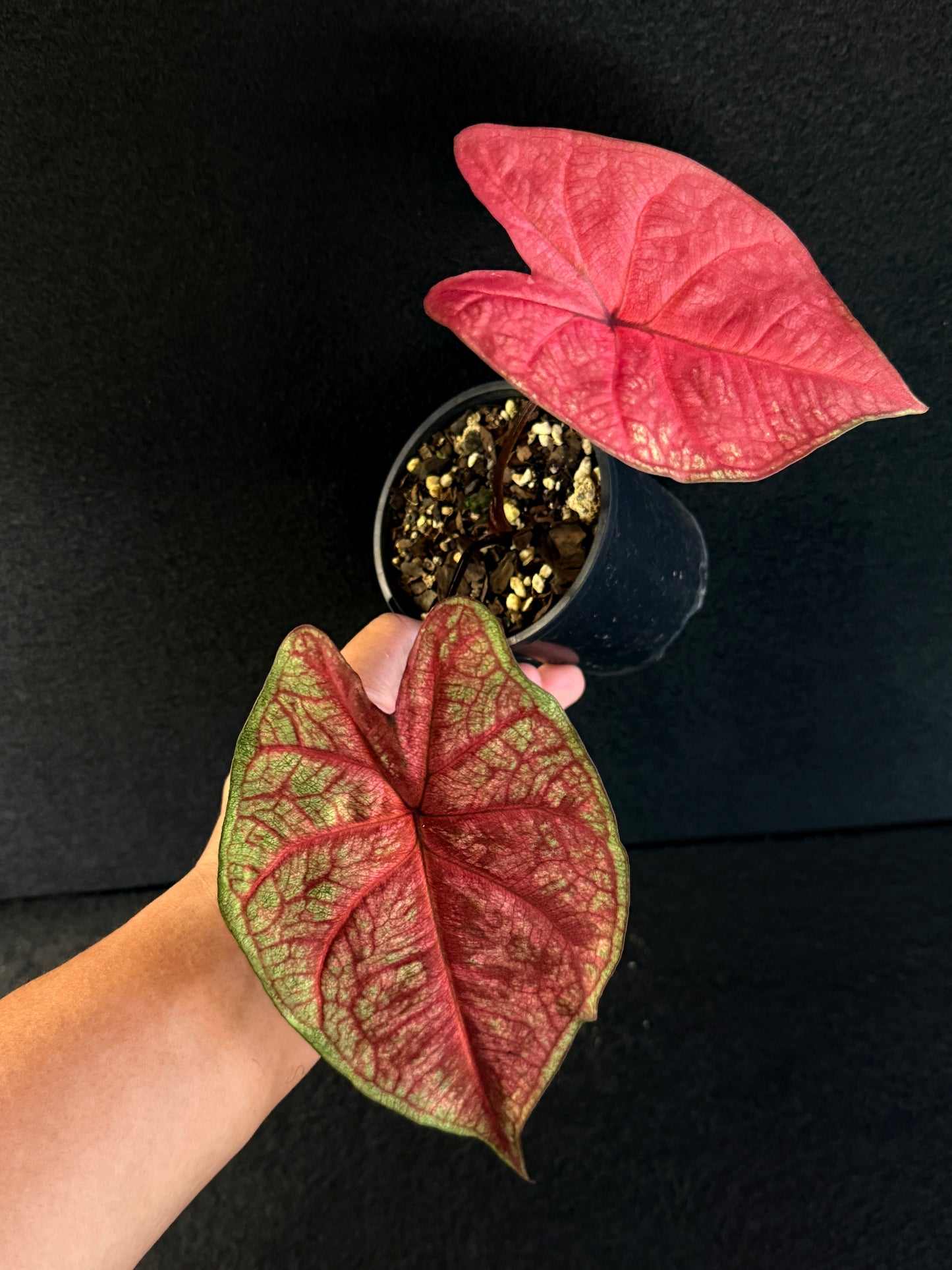 Caladium Hybrid E81