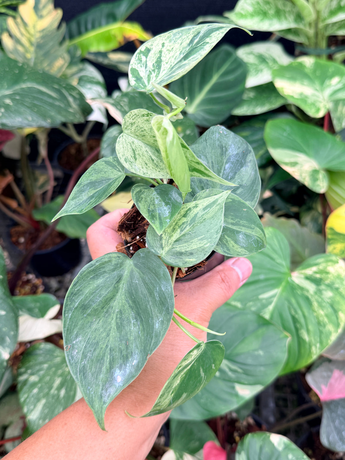 Philodendron 'Variegated Heartleaf' Q10