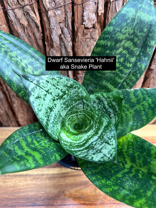 Dwarf Sansevieria 'Hahnii' aka Snake Plant C49