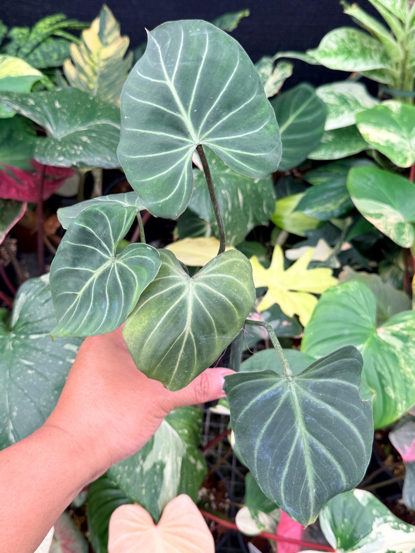 Philodendron Gloriosum Hybrid Q12