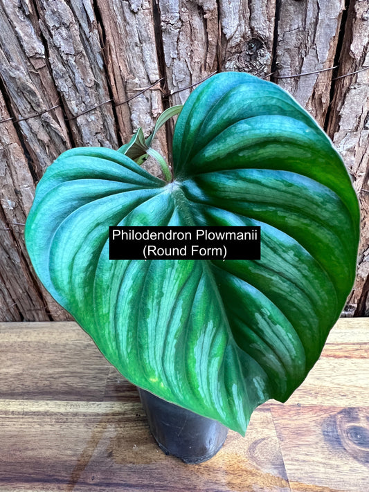 Philodendron Plowmani (Round Form) C51