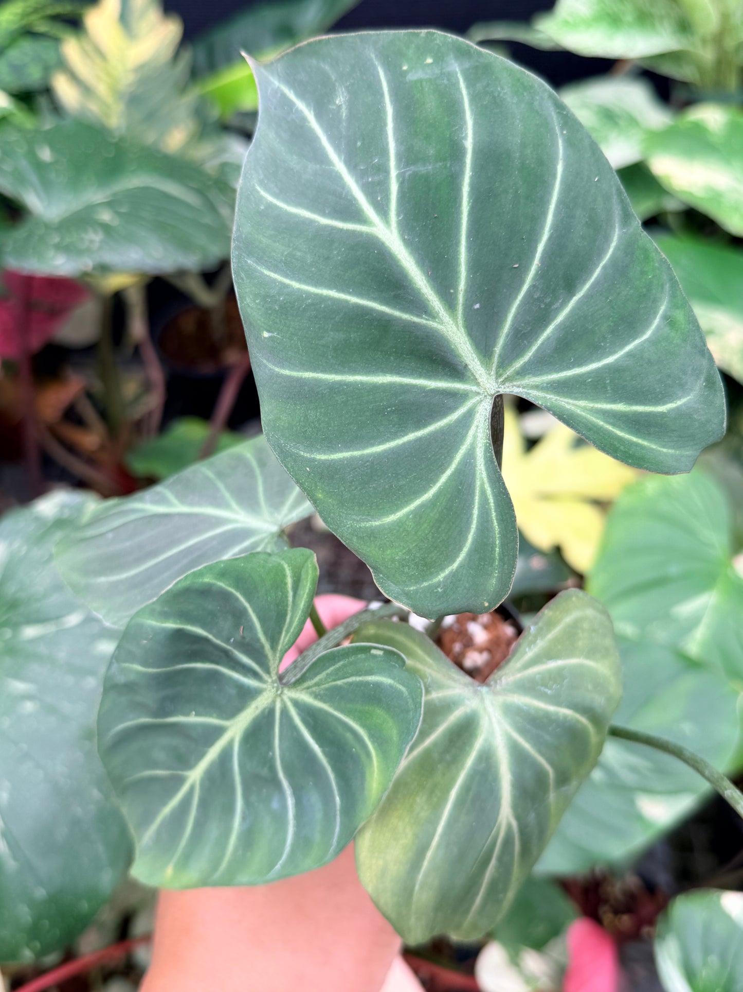Philodendron Gloriosum Hybrid Q12