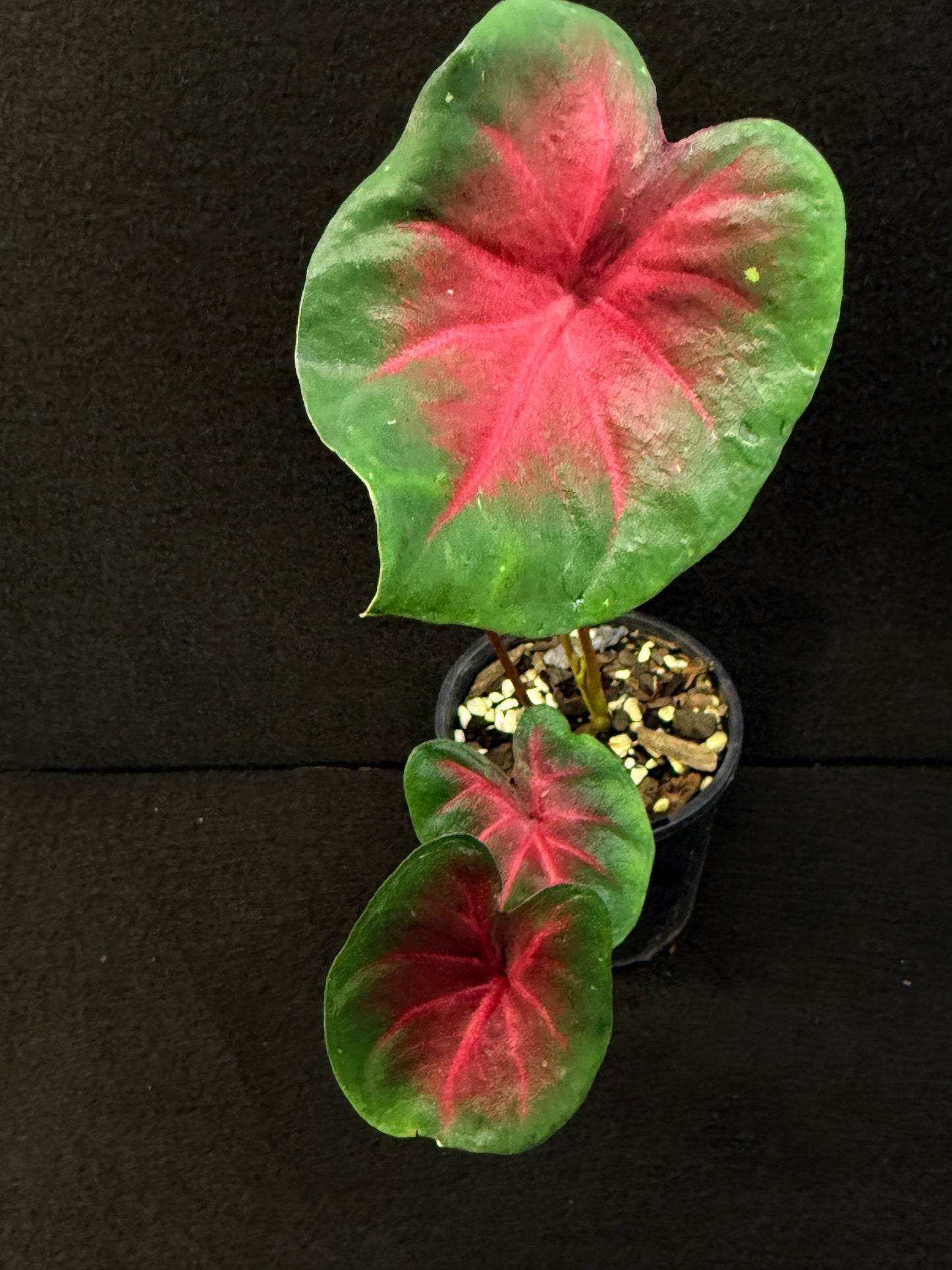 Caladium Hybrid D56