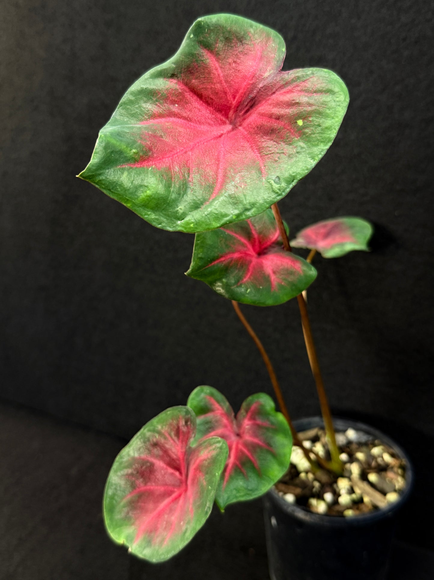 Caladium Hybrid D56