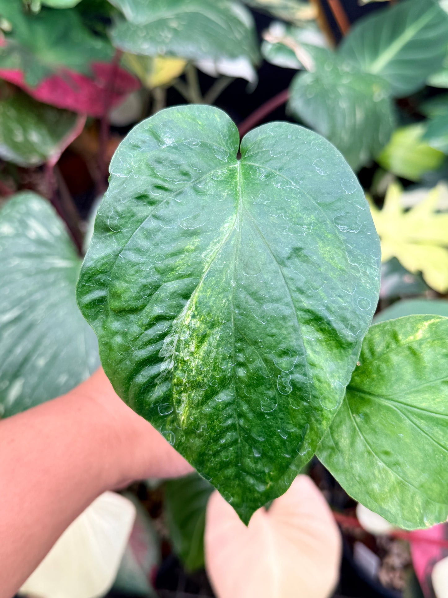 Amydrium 'Medium  Variegata' Q13