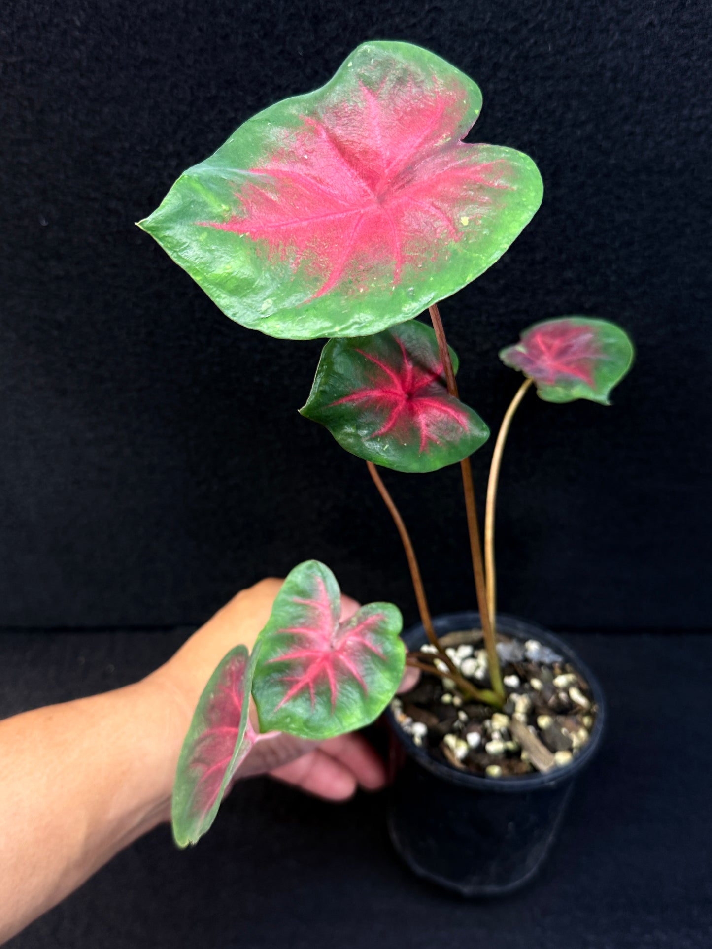 Caladium Hybrid D56