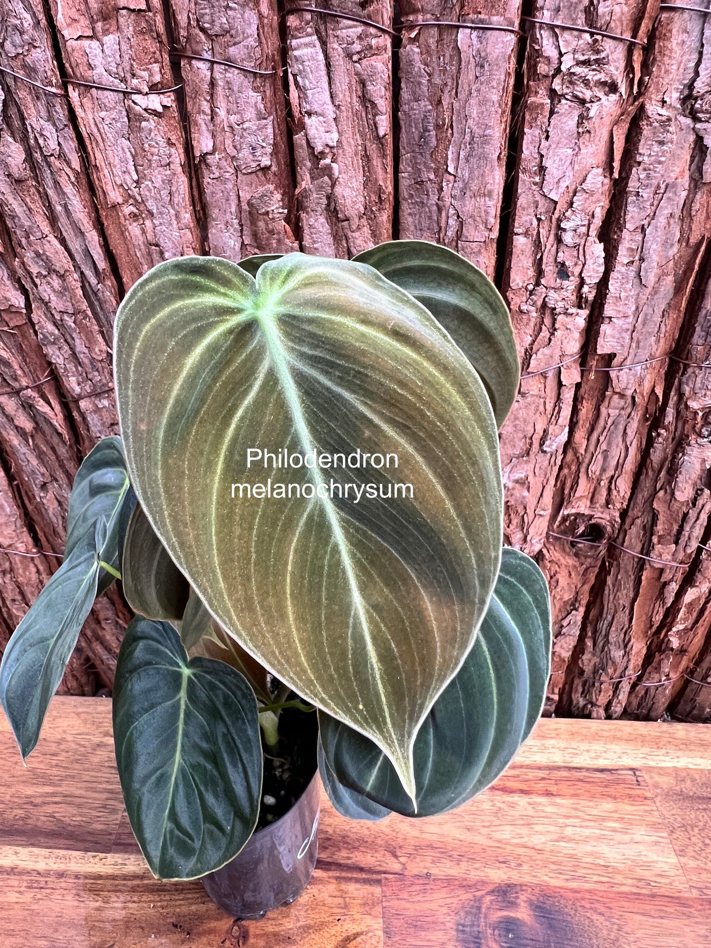 Philodendron melanochrysum C52