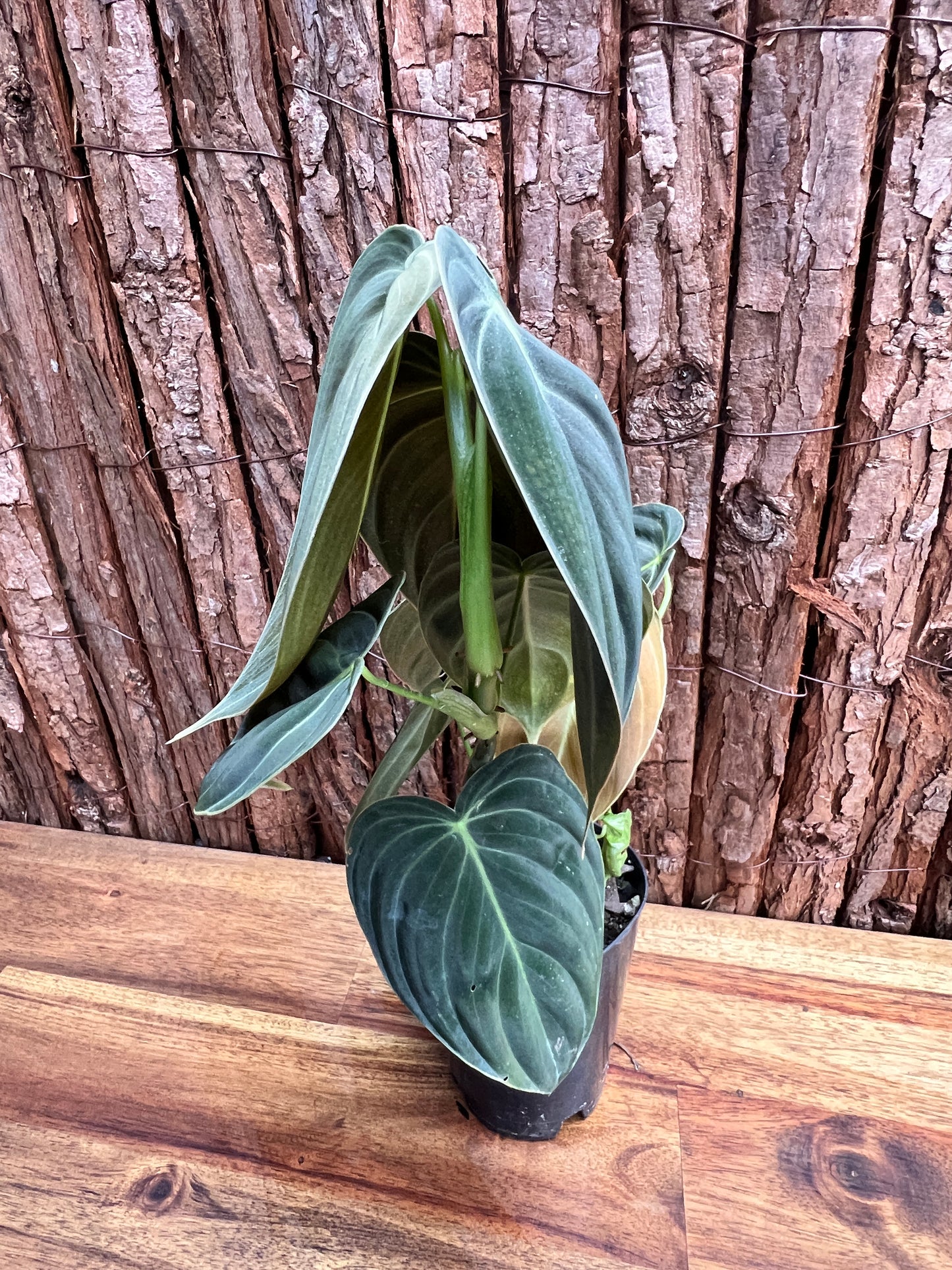 Philodendron melanochrysum C52