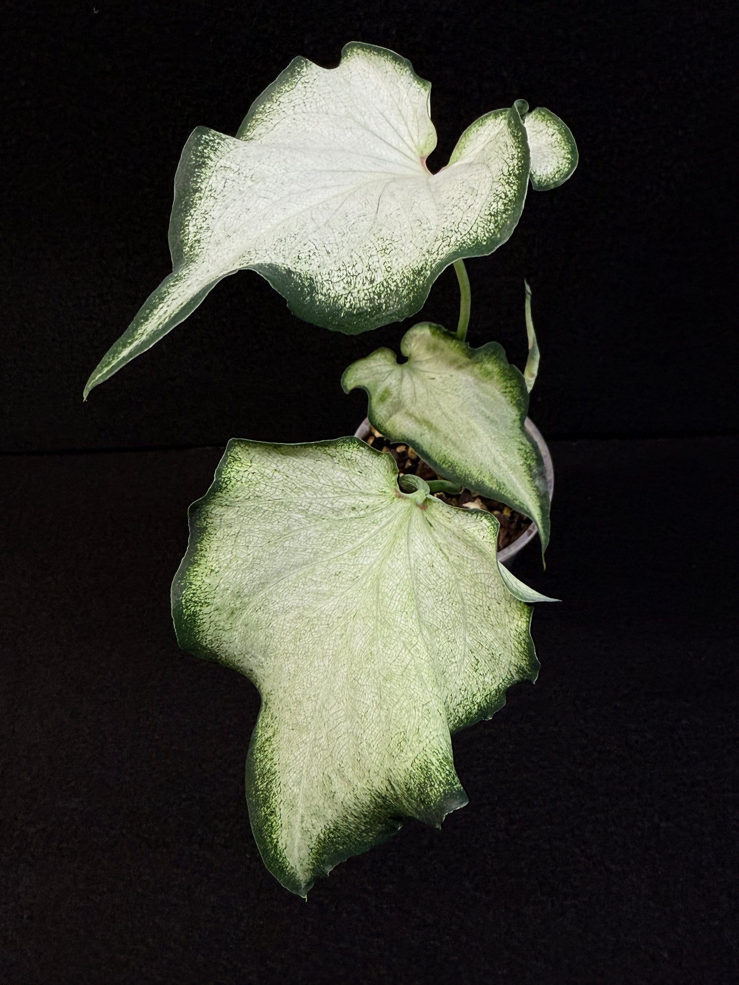 Caladium Hybrid E84