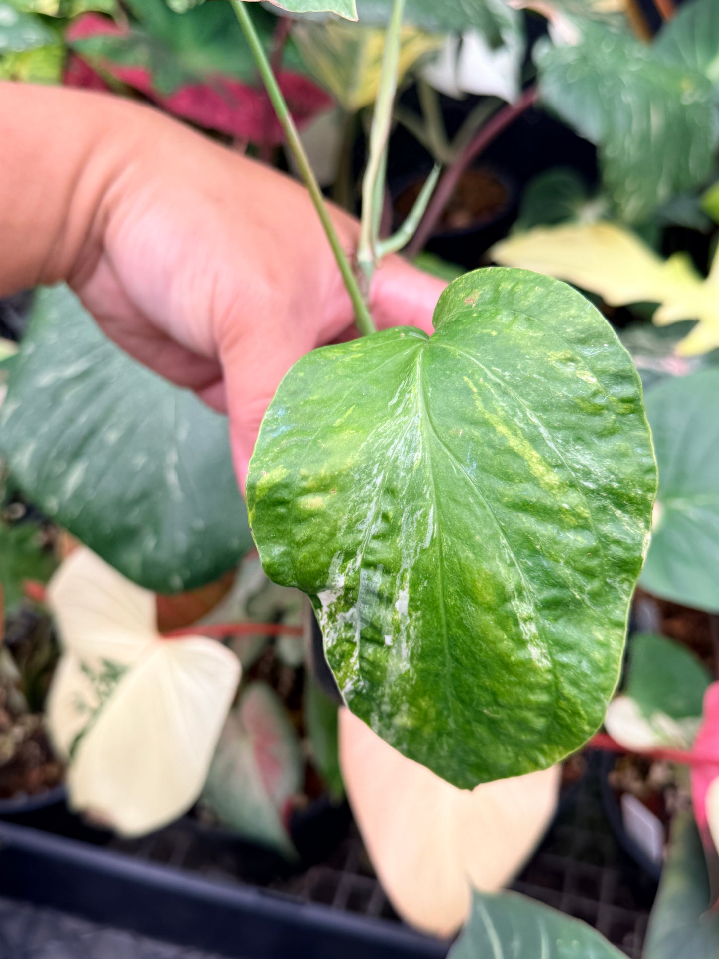 Amydrium 'Medium  Variegata' Q13