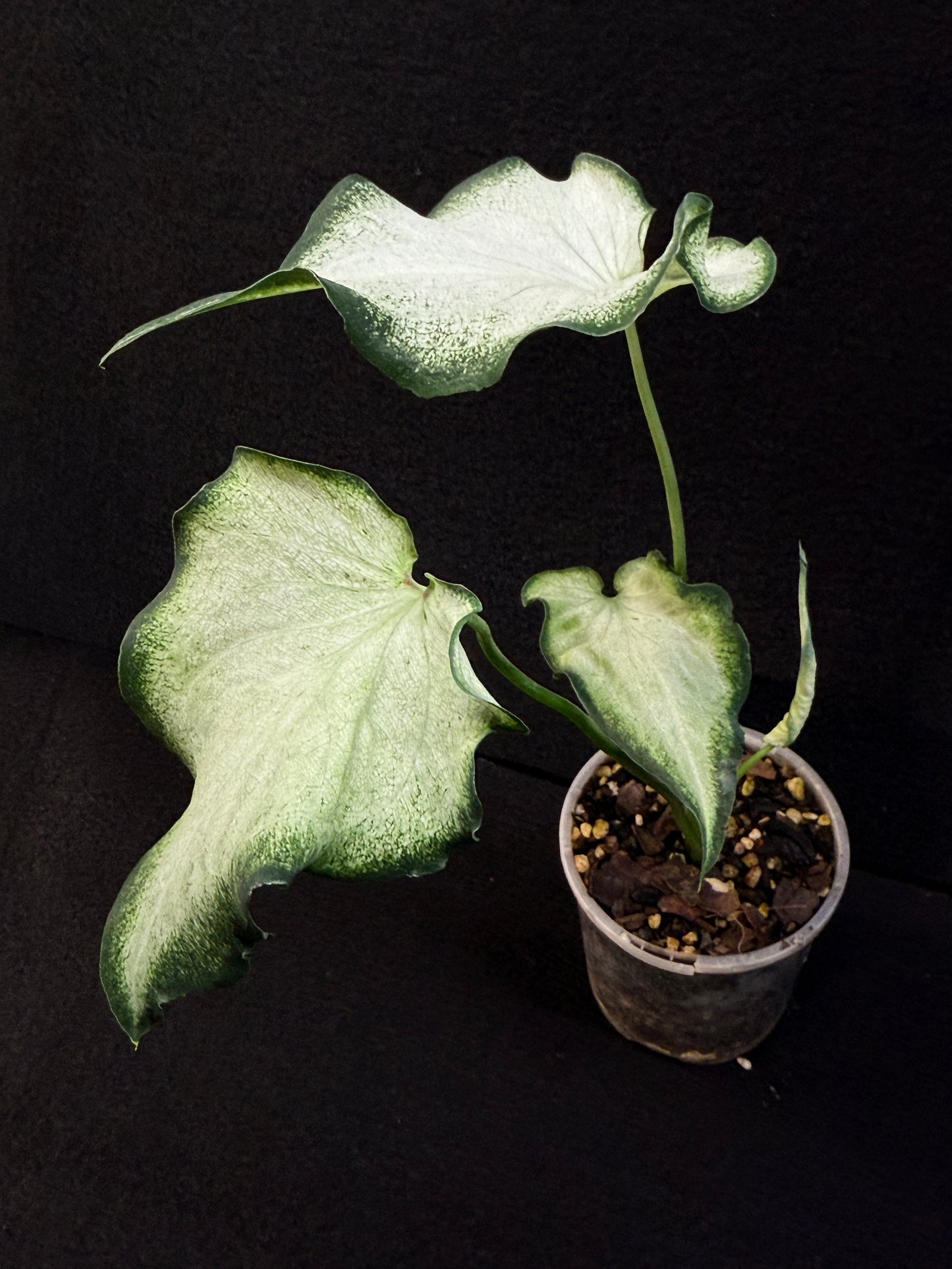 Caladium Hybrid E84