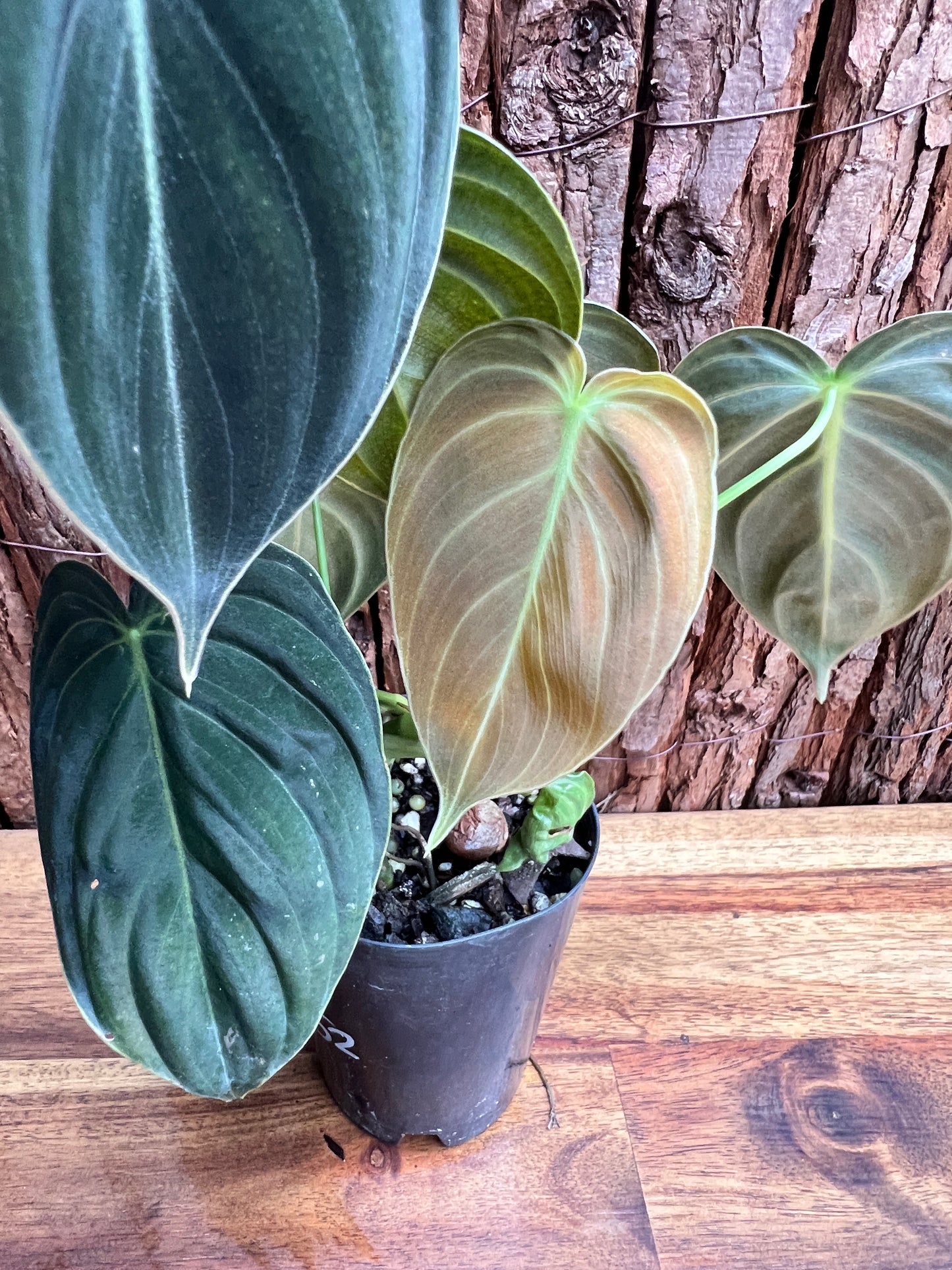 Philodendron melanochrysum C52