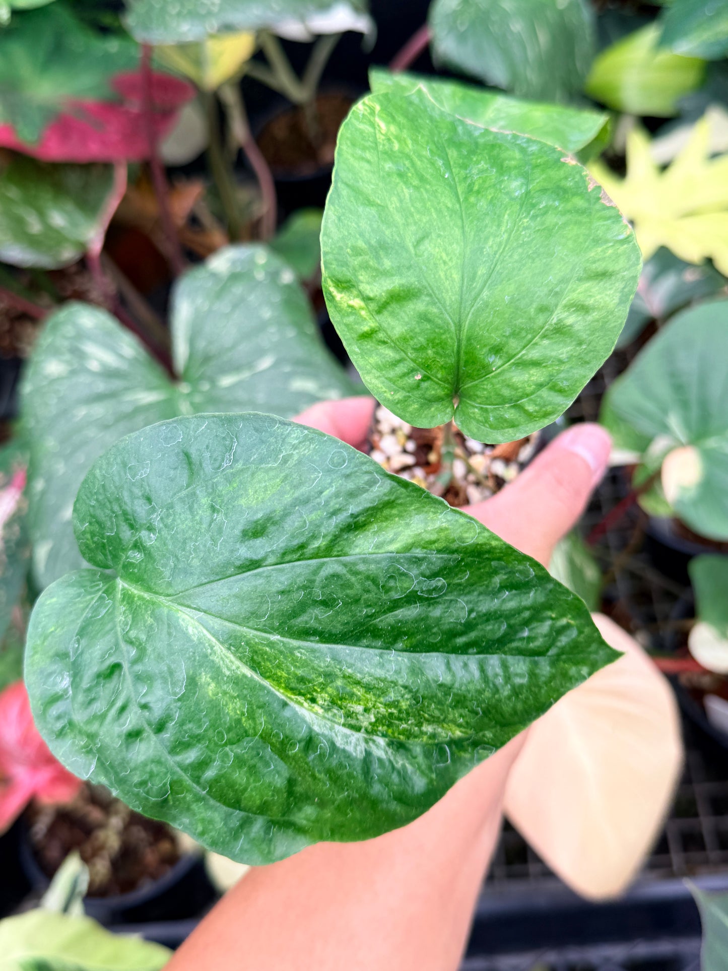 Amydrium 'Medium  Variegata' Q13