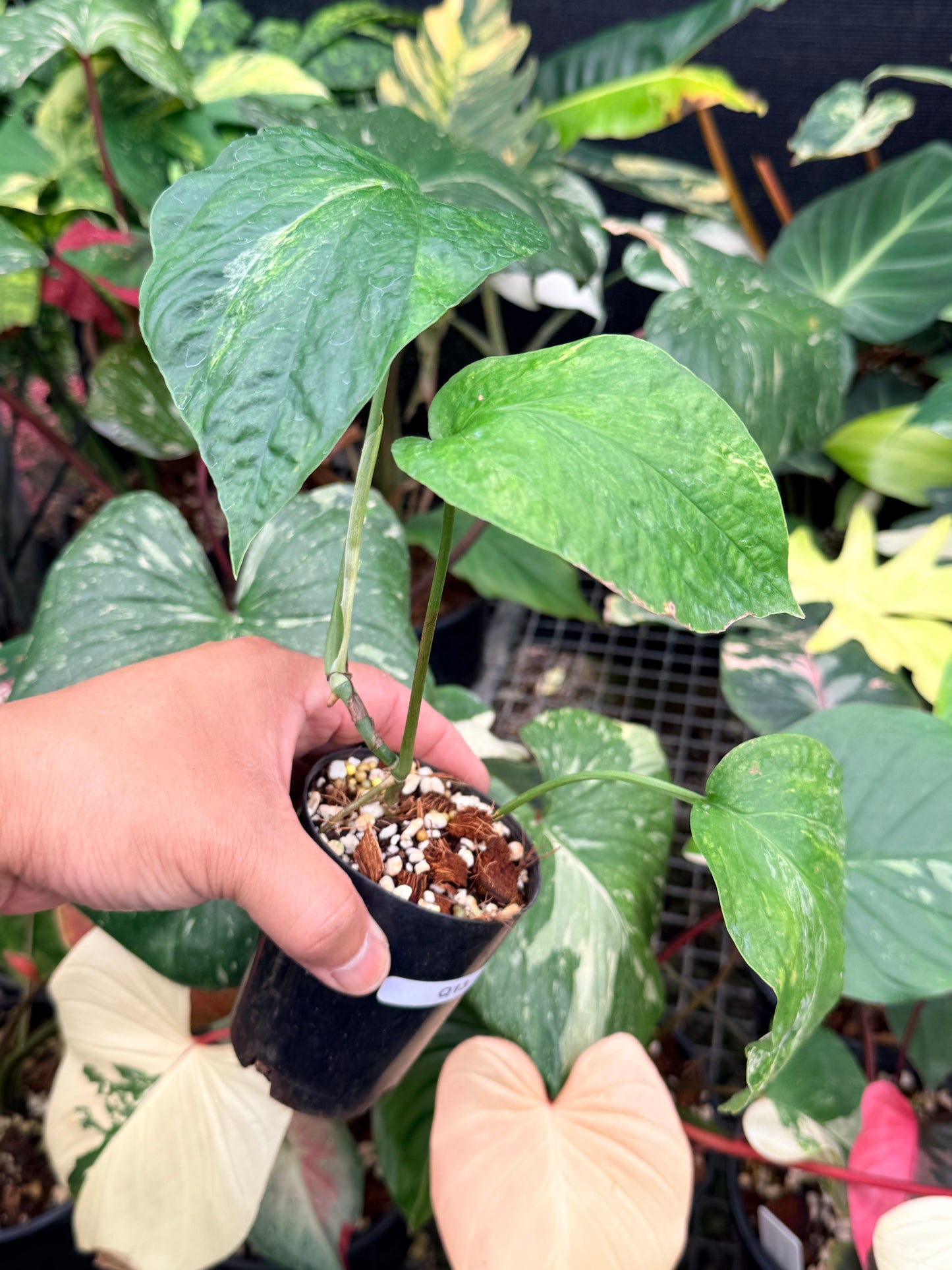 Amydrium 'Medium  Variegata' Q13
