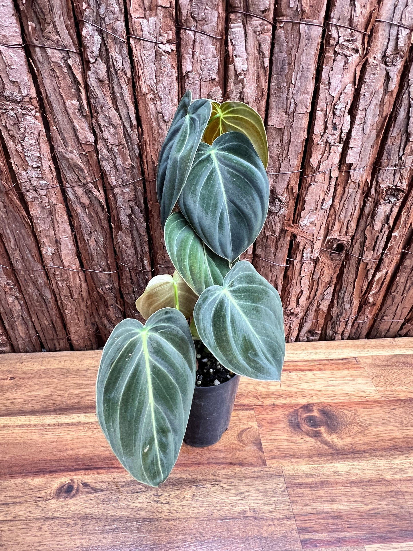 Philodendron melanochrysum C52