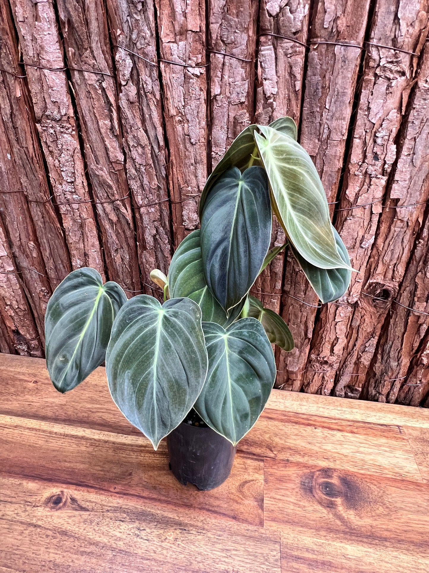 Philodendron melanochrysum C52