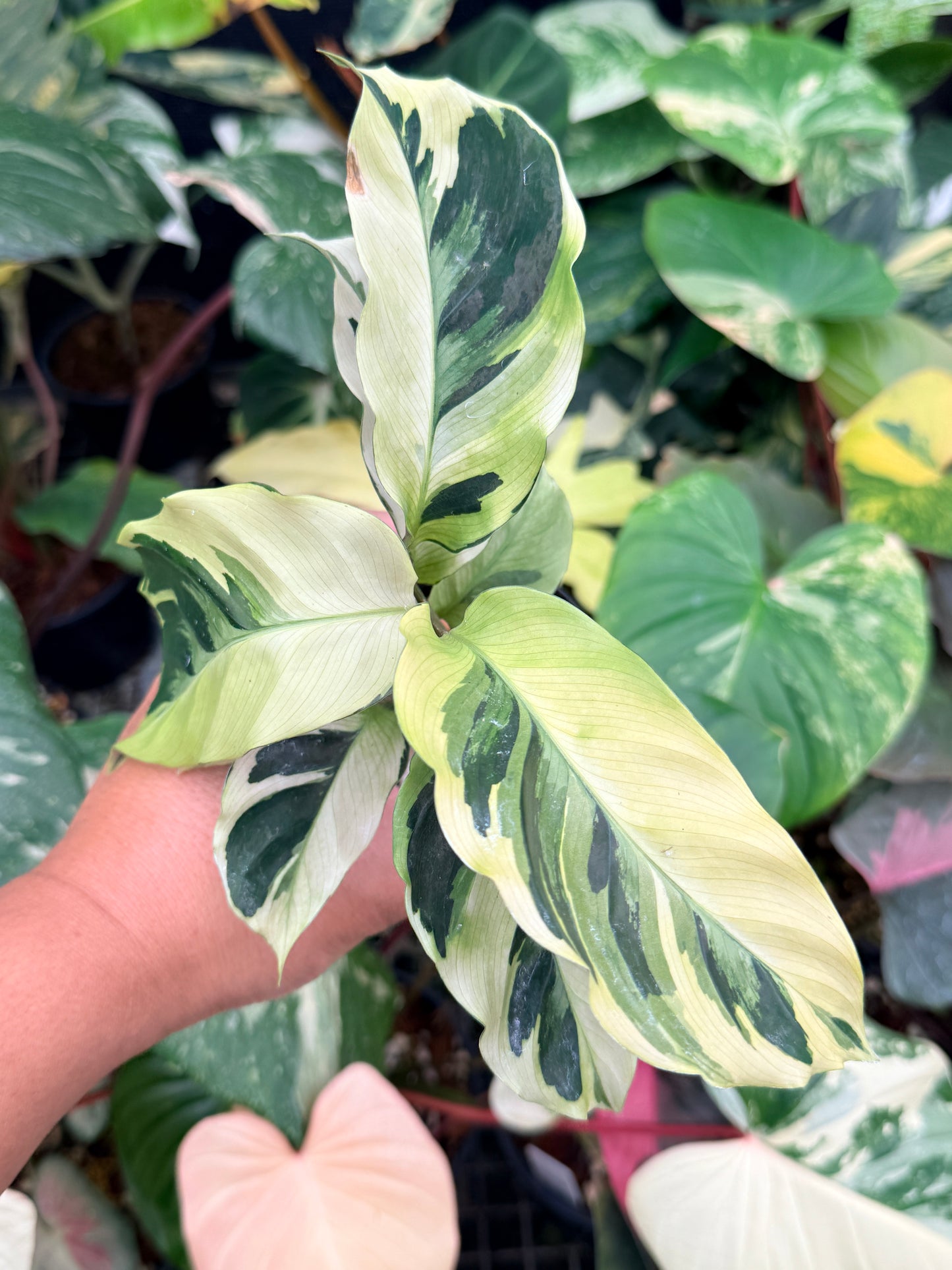 Calathea 'Yellow Fusion' Q14