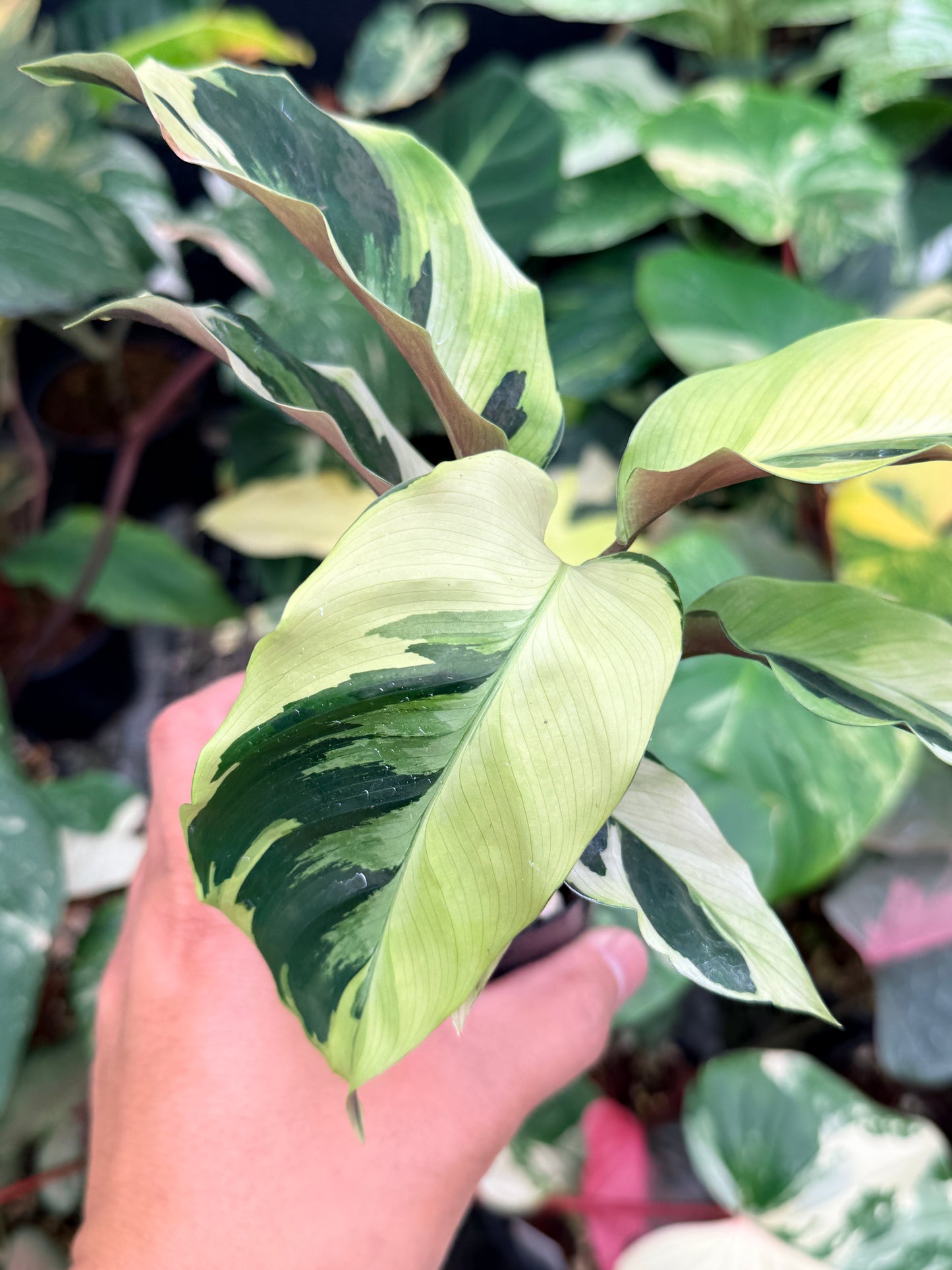 Calathea 'Yellow Fusion' Q14