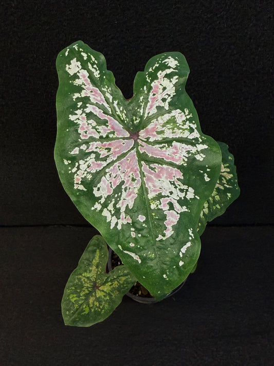 Caladium Hybrid F2