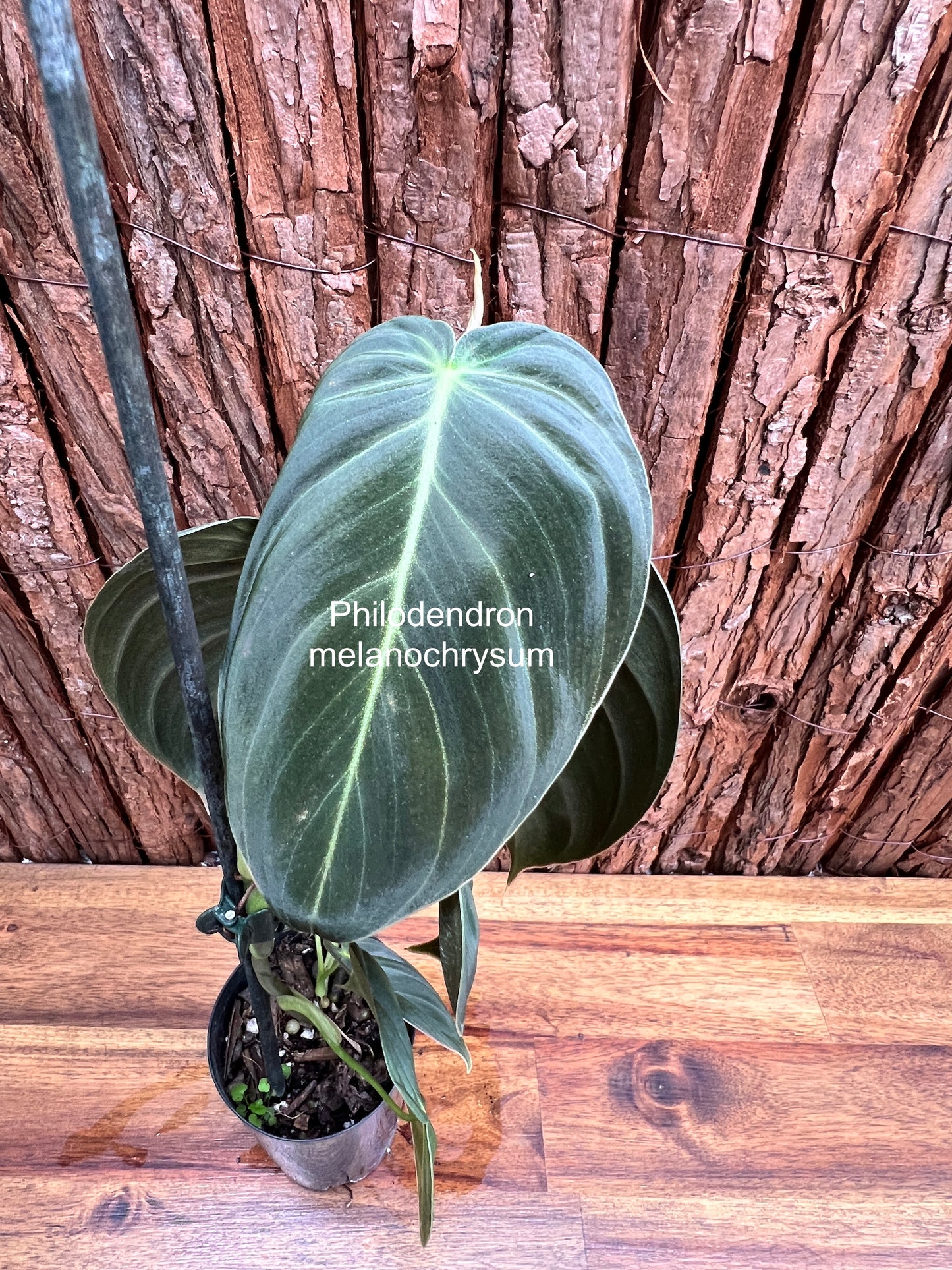 Philodendron melanochrysum C53