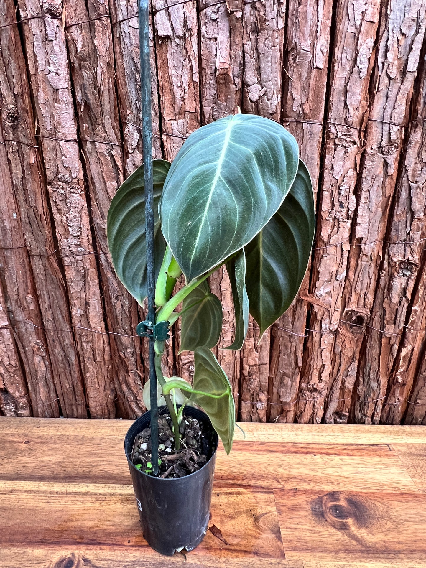 Philodendron melanochrysum C53