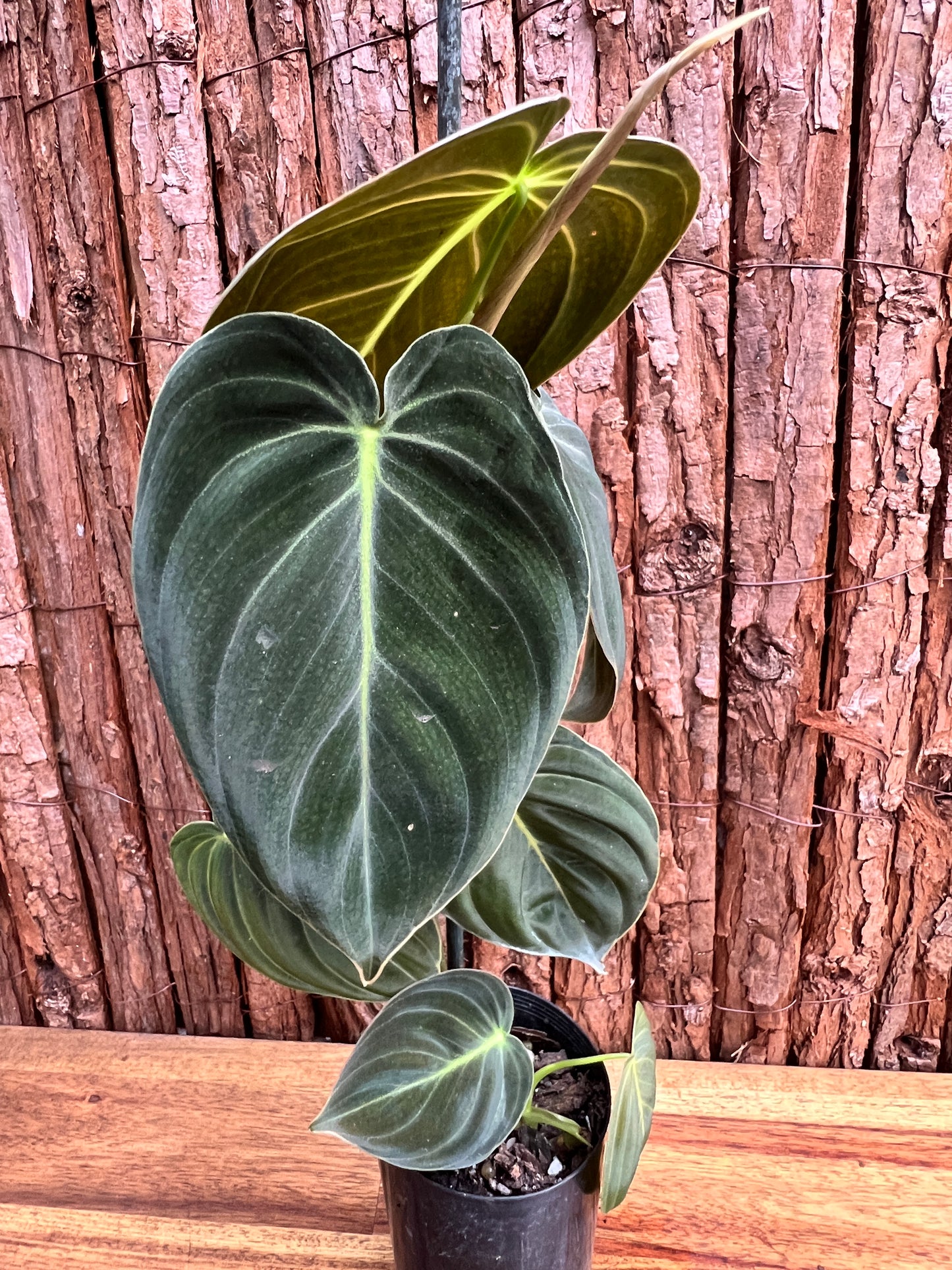 Philodendron melanochrysum C53