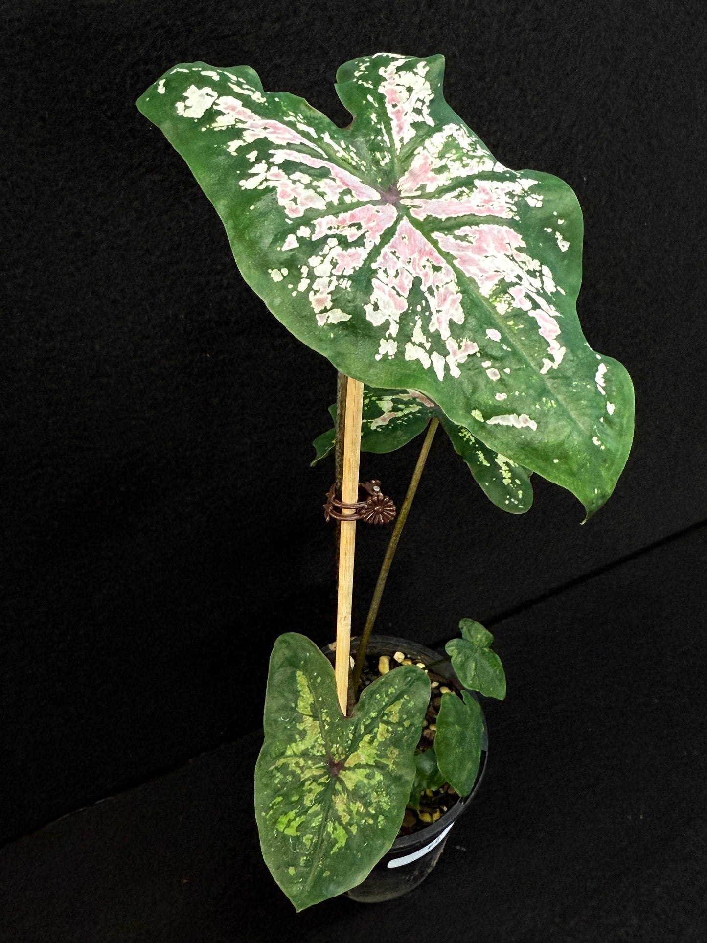 Caladium Hybrid F2