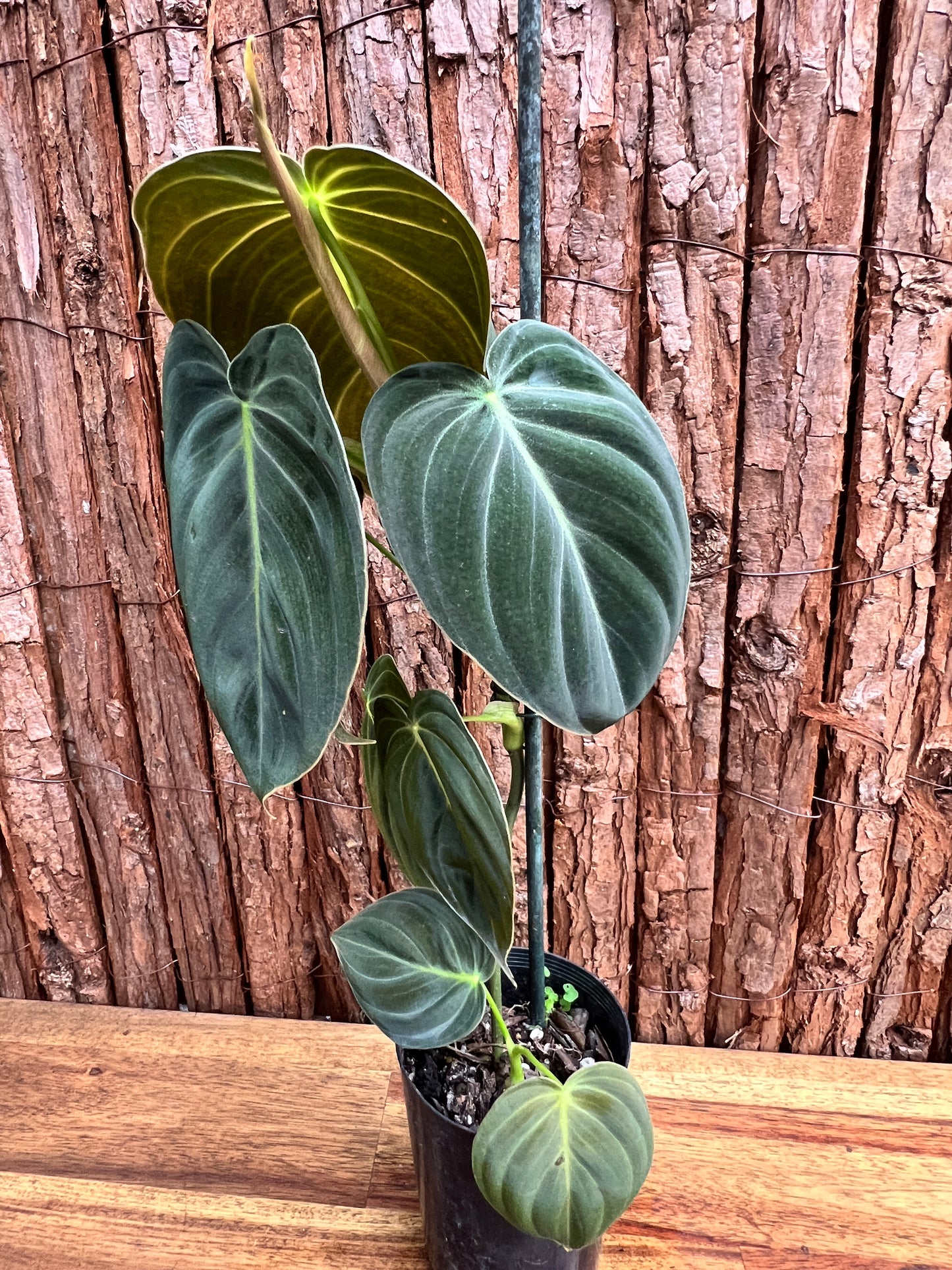 Philodendron melanochrysum C53