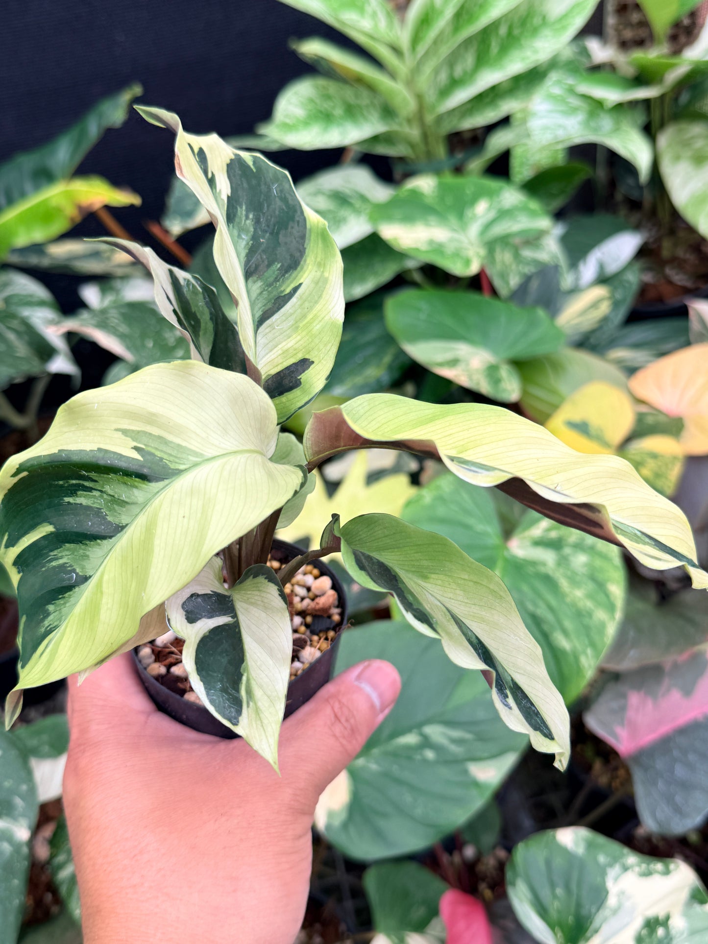 Calathea 'Yellow Fusion' Q14