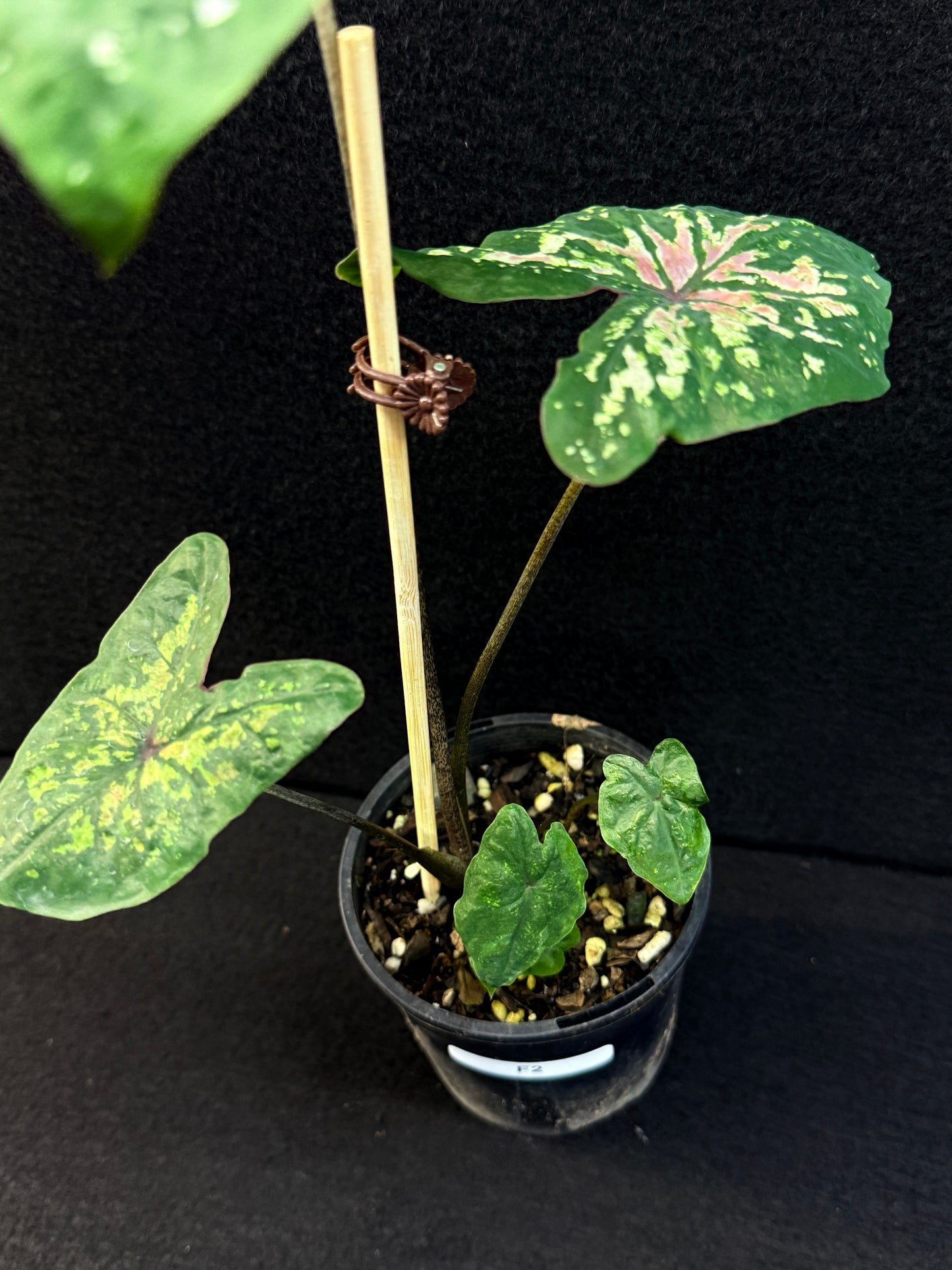 Caladium Hybrid F2