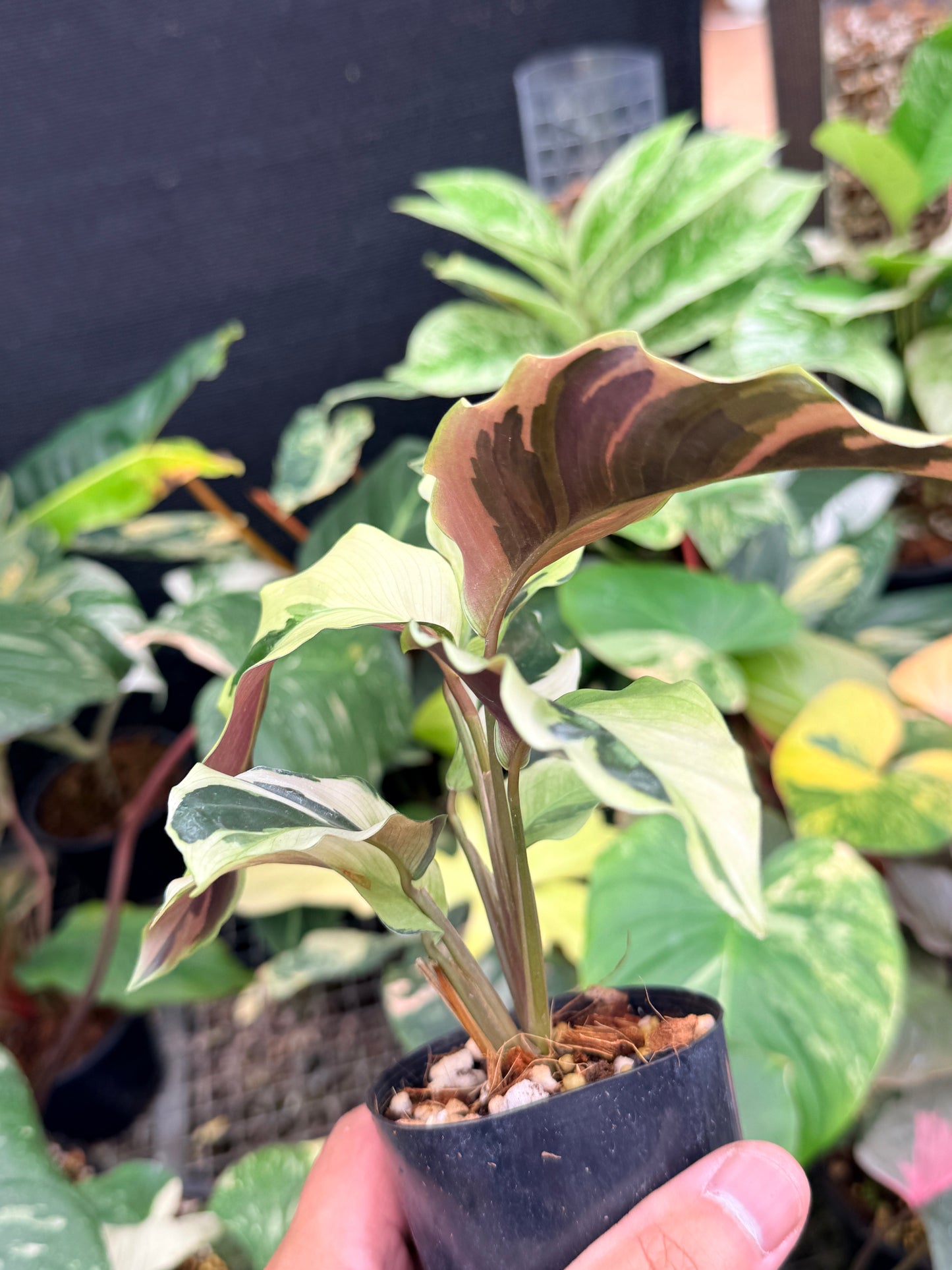 Calathea 'Yellow Fusion' Q14