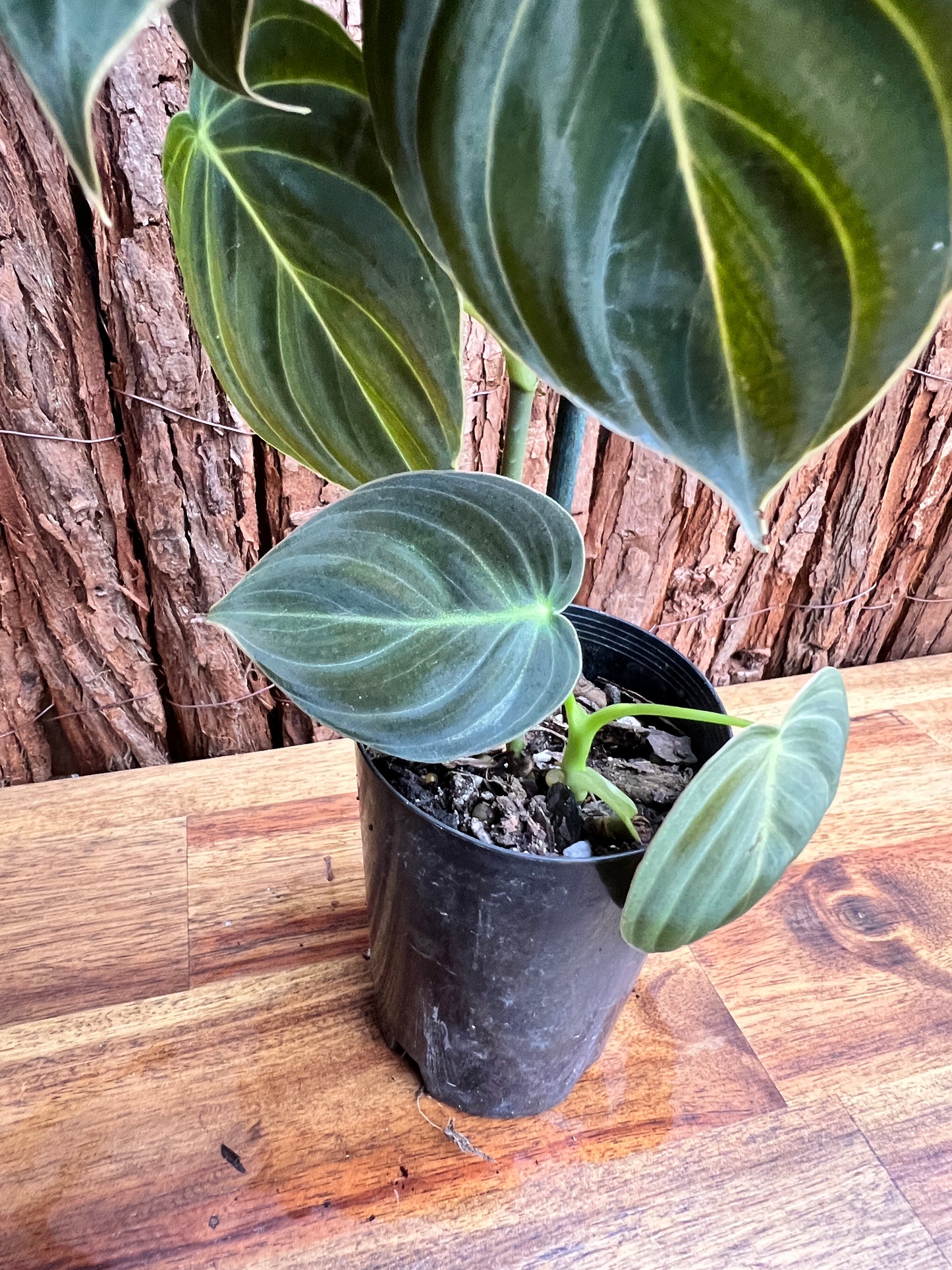 Philodendron melanochrysum C53