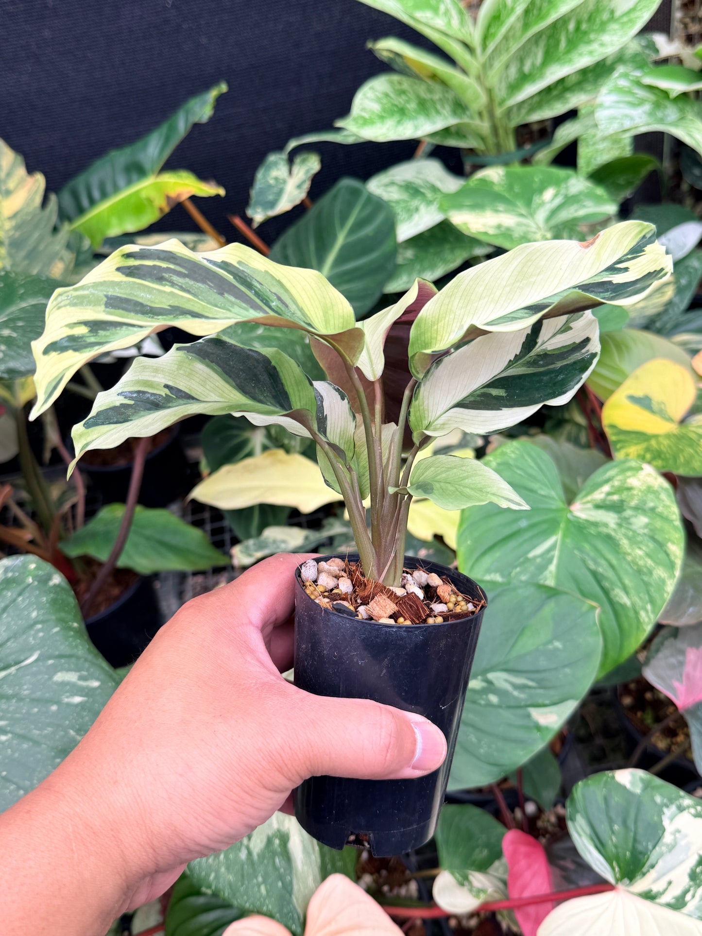 Calathea 'Yellow Fusion' Q14