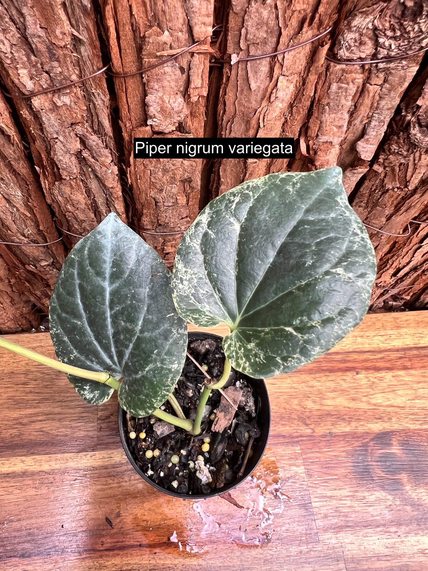 Piper nigrum Variegata C55