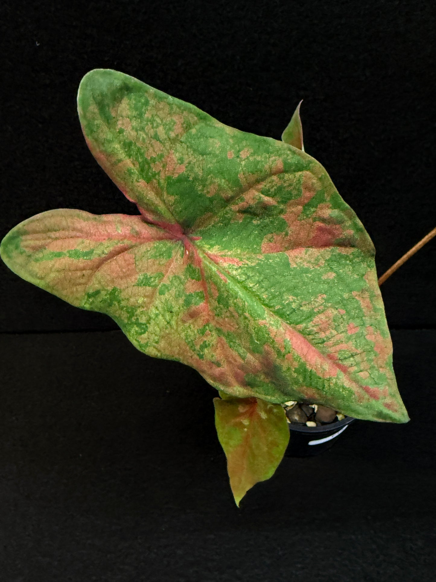 Caladium Hybrid F14