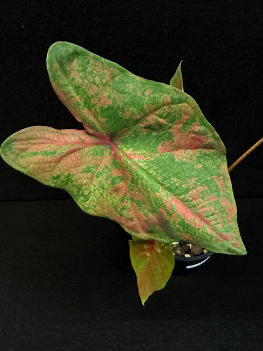 Caladium Hybrid F14
