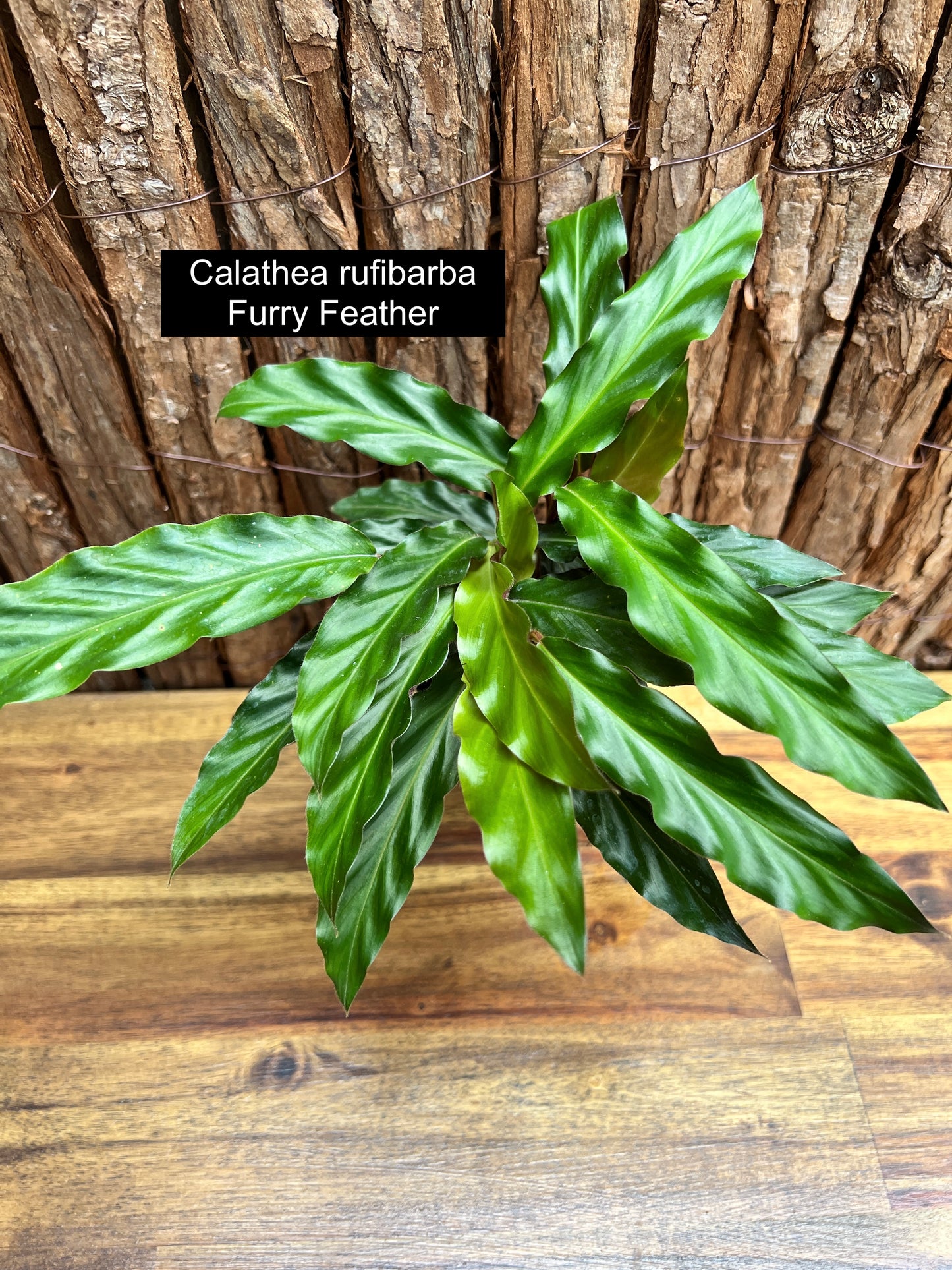 Calathea rufibarba Furry Feather C56