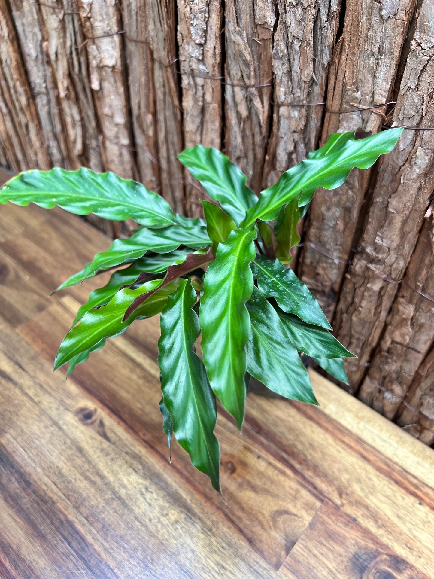 Calathea rufibarba Furry Feather C56