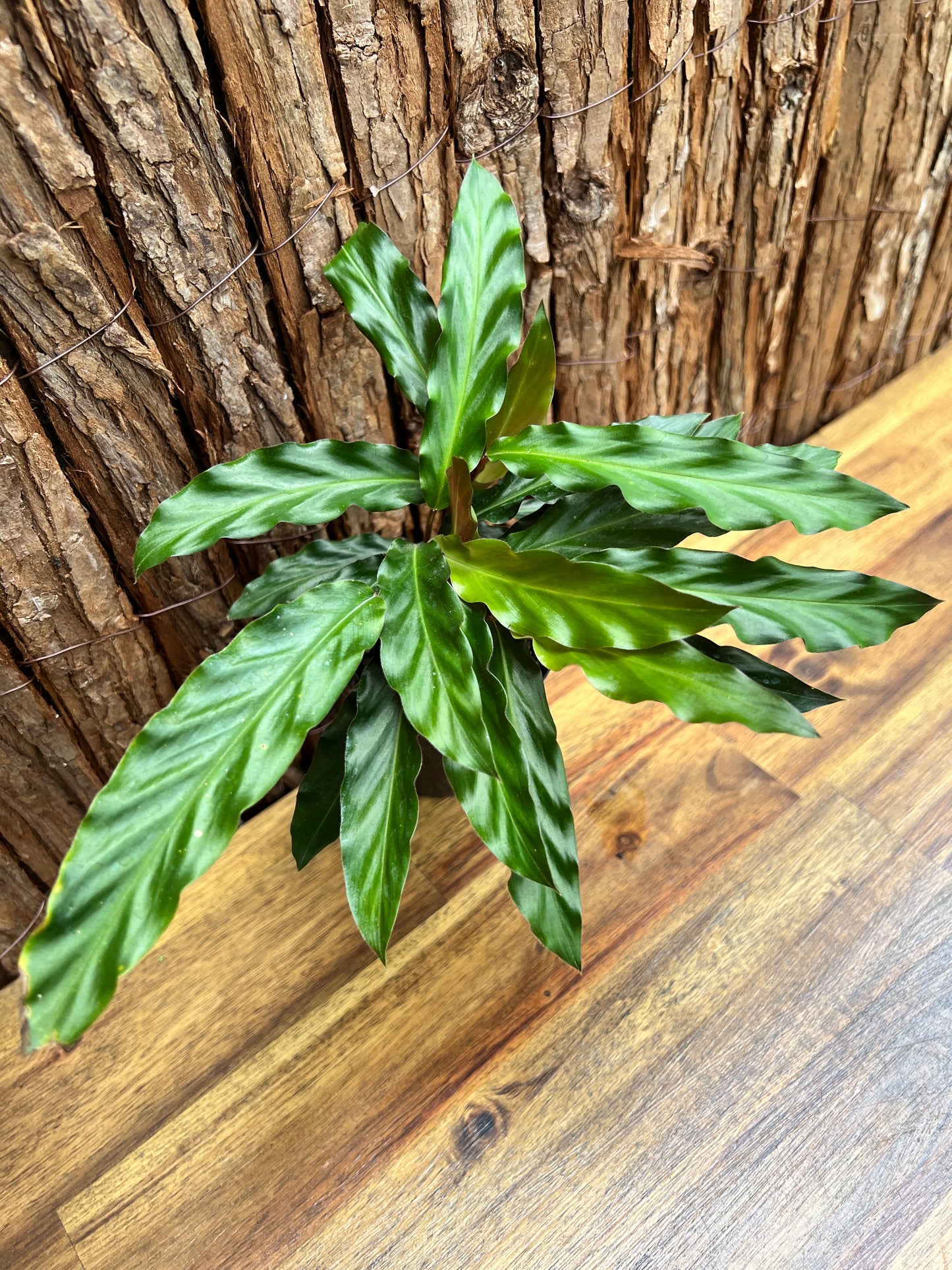 Calathea rufibarba Furry Feather C56